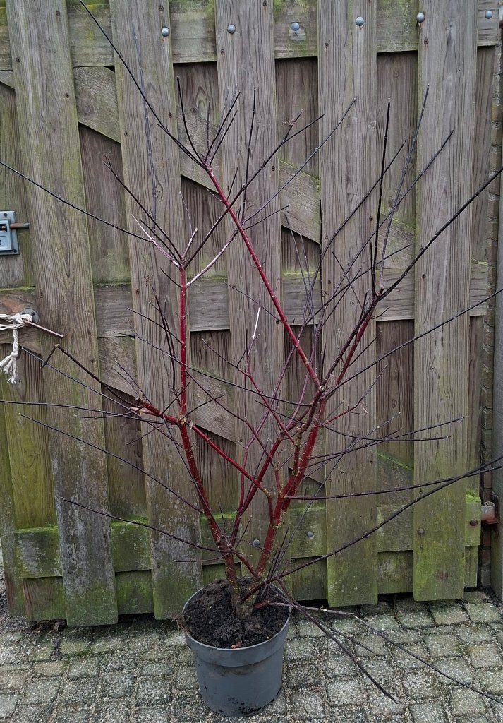 Cornus alba Sibirica, Kesselringii Elegantissima Kornoelje w, Ophalen, Overige soorten, Struik, 100 tot 250 cm
