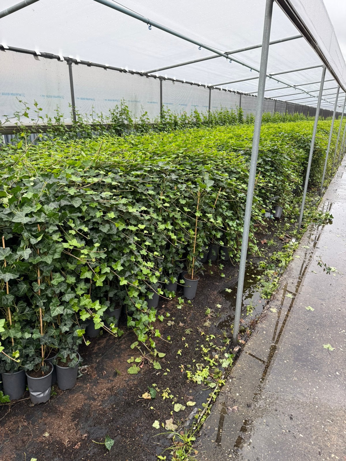 Hedera super frisse planten stok 1 meter plant 175cm pst2,95, Ophalen, Bloeit niet, Klimplanten, Halfschaduw