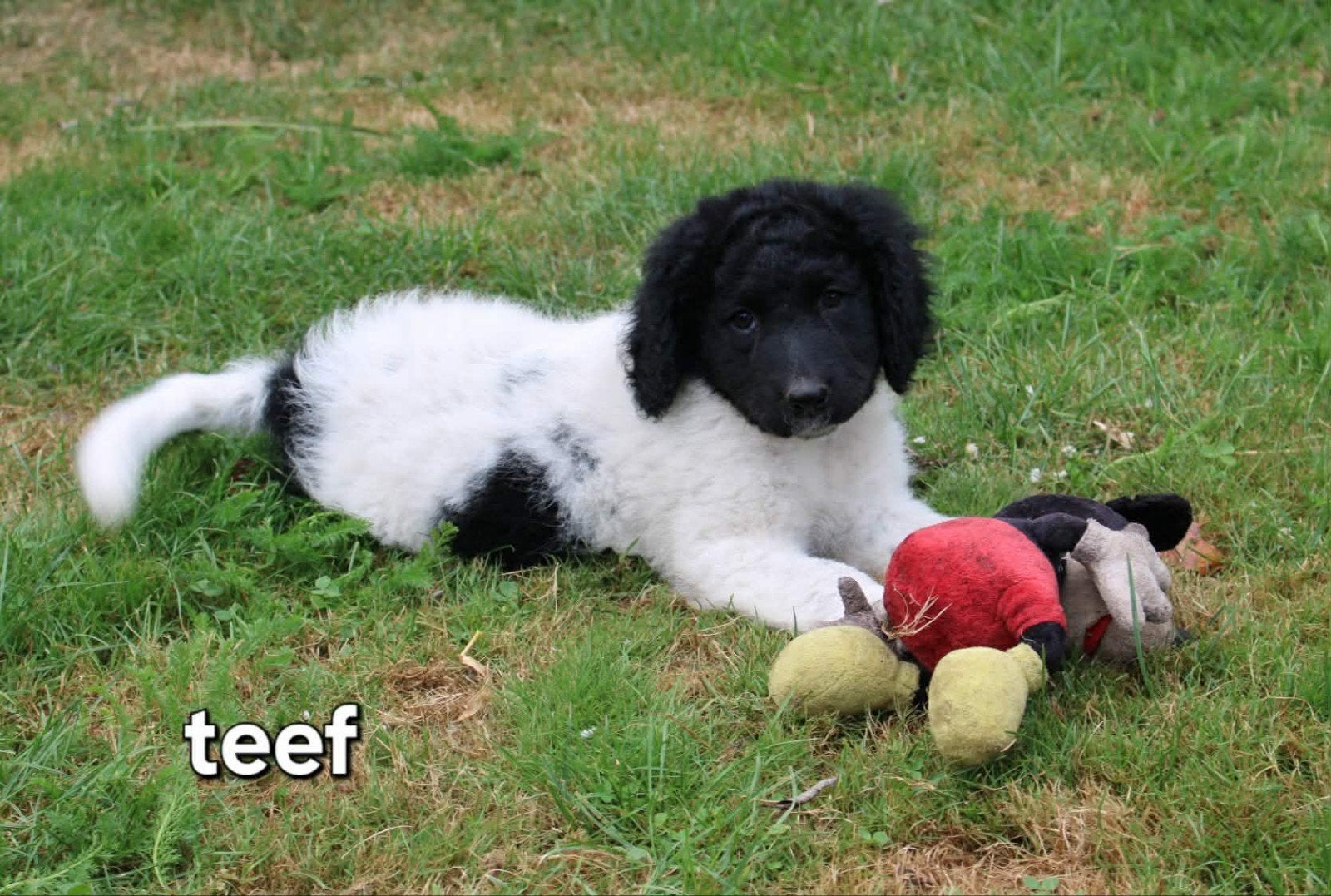 te koop prachtige kooiker x Friese stabij puppy's teefje, Dieren en Toebehoren, Honden | Niet-rashonden, Parvo, 8 tot 15 weken