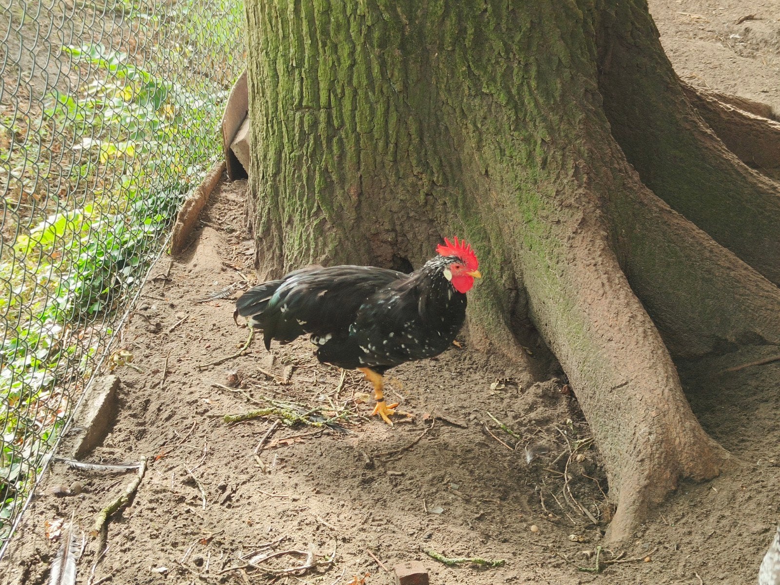 Italiener Ancona Leghorn, Dieren en Toebehoren, Mannelijk, Kip