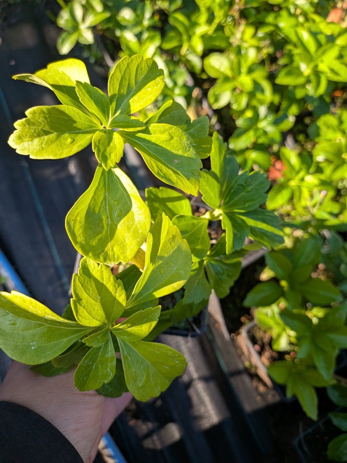 Pachysandra – P9 pot, Tuin en Terras, Ophalen, Vaste plant, Bodembedekkers, Halfschaduw