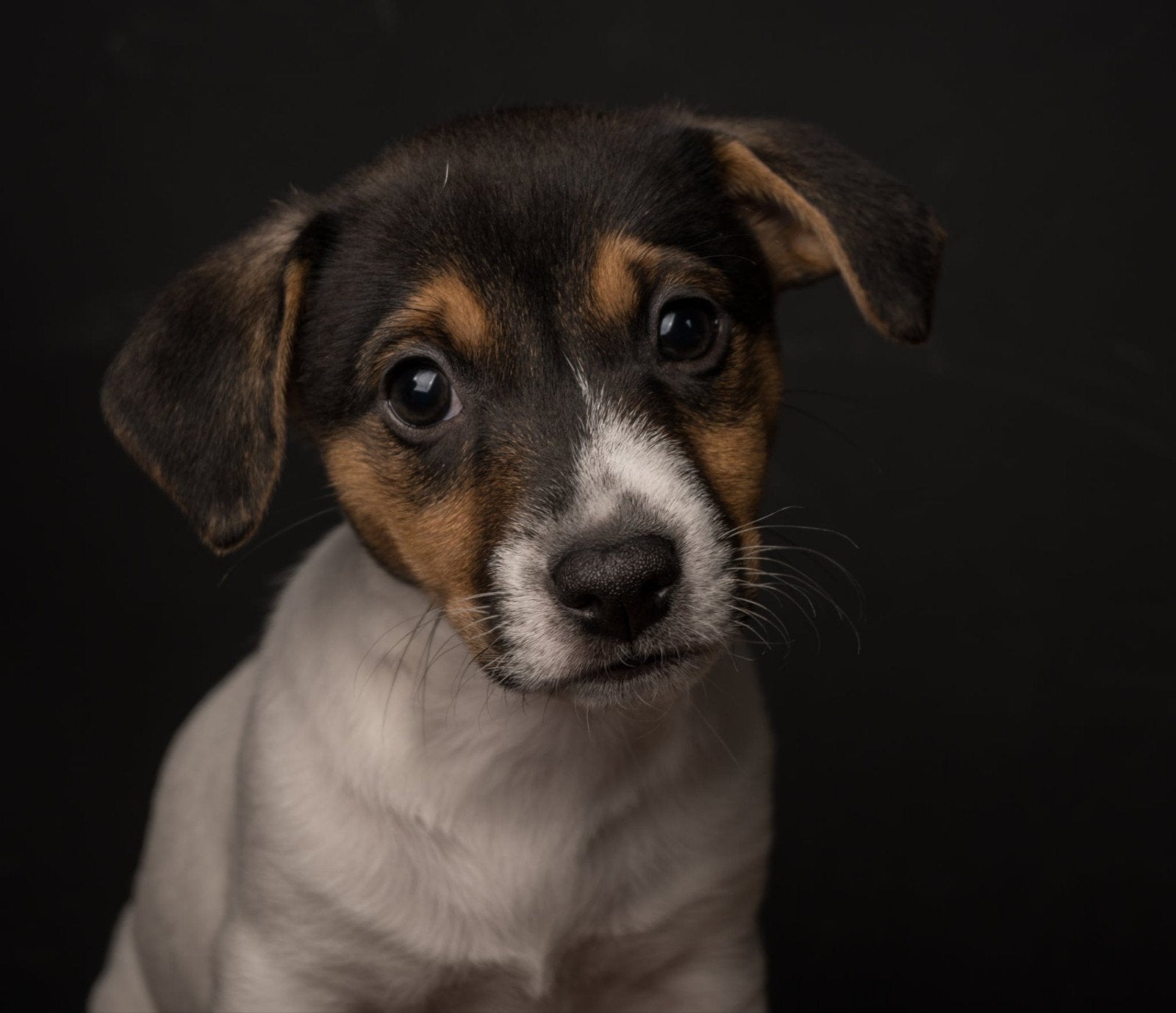 Jack russel teefje, Particulier, Jack Russell Terriër, 8 tot 15 weken, Buitenland