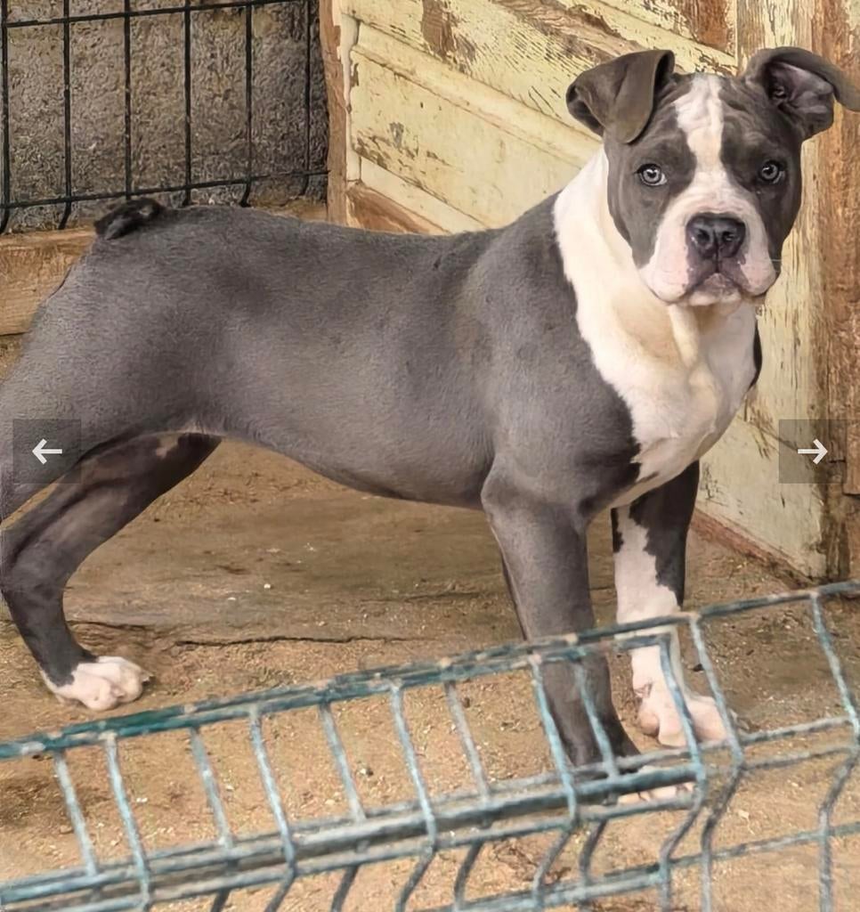 Prachtige American Bully pup te koop, Ophalen of Verzenden