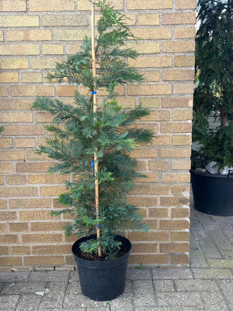 De snelgroeiende conifeer (Cupressocyparis leylandii}, Tuin en Terras, Planten | Bomen, Bloeit niet, Halfschaduw, Overige soorten