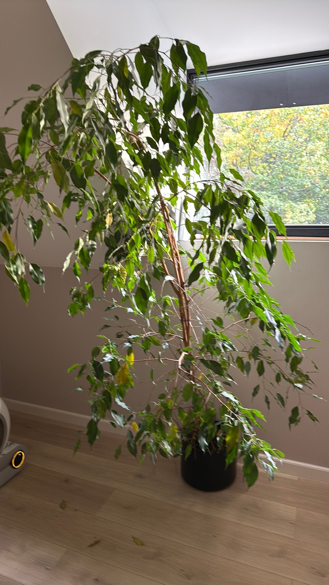 Grote plant, Ophalen