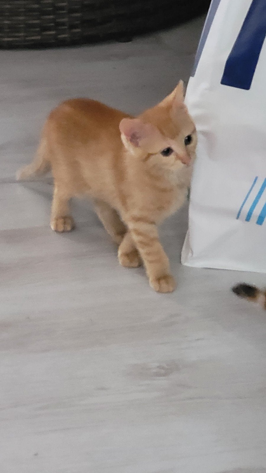 Kittens, Dieren en Toebehoren