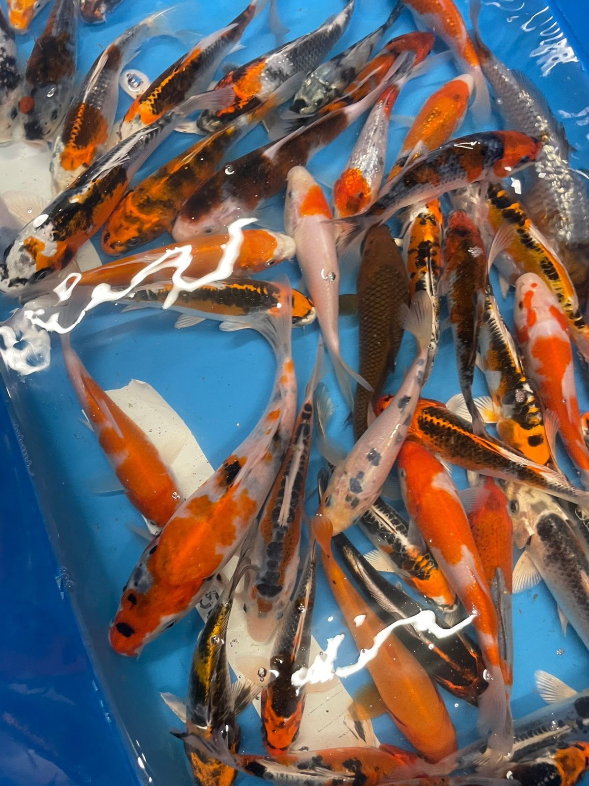 Zeer mooie mix van japanse koi 15-20 cm, Dieren en Toebehoren, Vissen | Vijvervissen, Karper of Koi