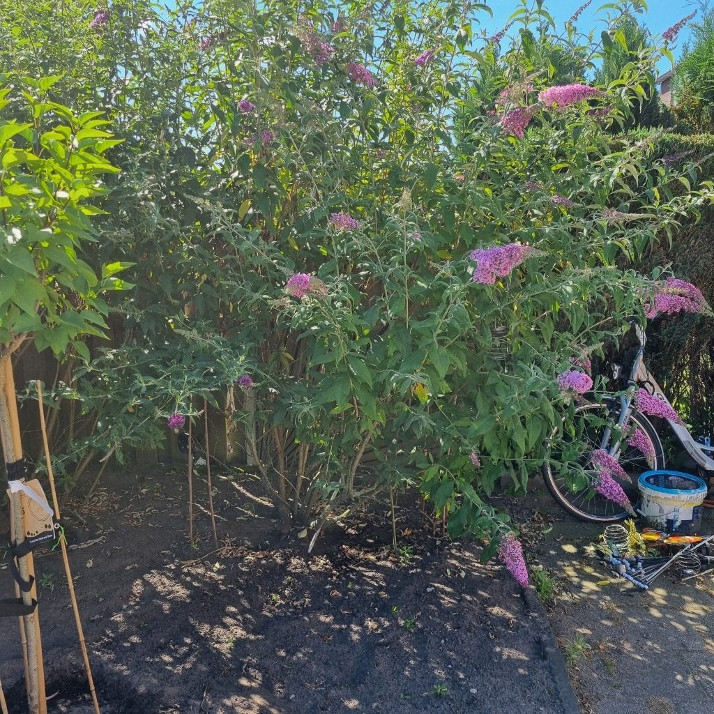 Grote Vlinderstruik GRATIS, Tuin en Terras, Planten | Tuinplanten, Volle zon, Vaste plant, Zomer, Ophalen