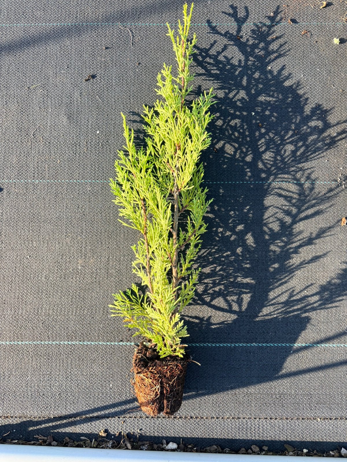 Haagconifeer cupressocyparis leylandii 2001, Tuin en Terras, Planten | Struiken en Hagen, Ophalen of Verzenden, Overige soorten