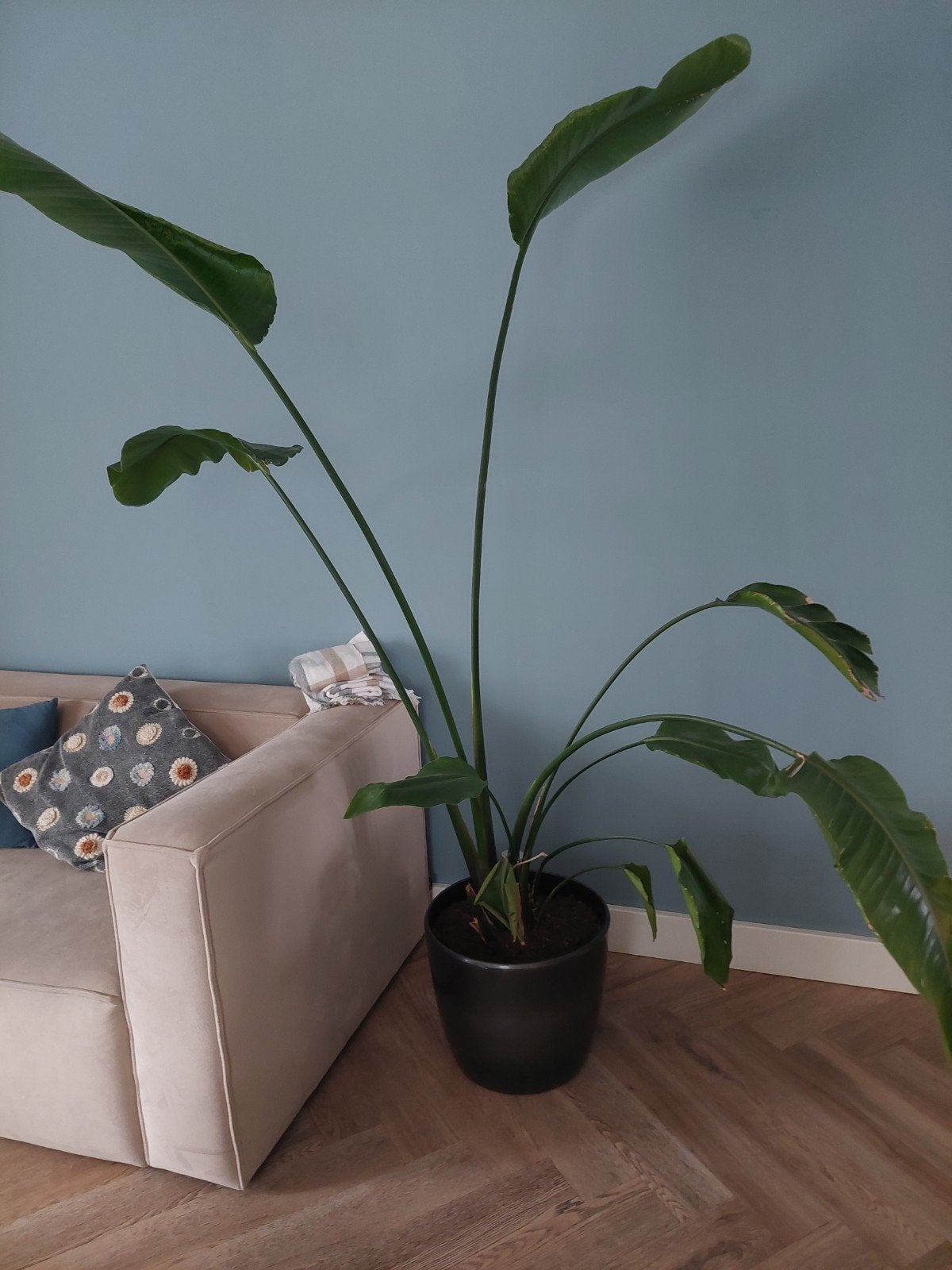 Strelitzia plant - ca. 190cm hoog (zonder pot), Ophalen, Gebruikt, Overige typen, Groen