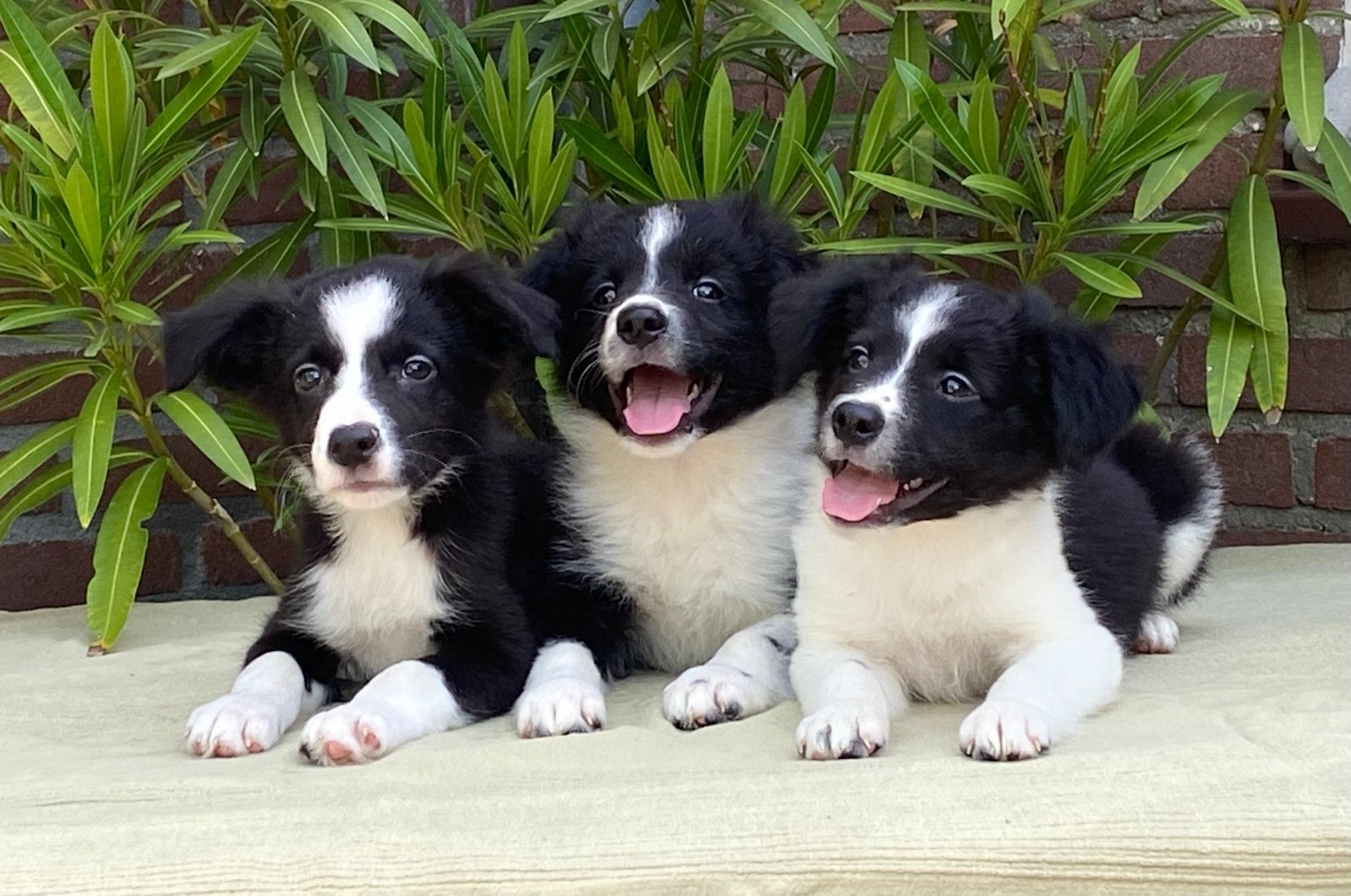 Prachtige BORDER COLLIE x FRIESE STABIJ pups