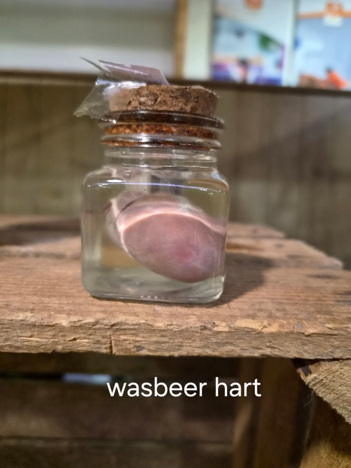 te koop: wasbeer hart op sterk water, Ophalen of Verzenden, Nieuw, Wild dier, Beeldje of Figuurtje
