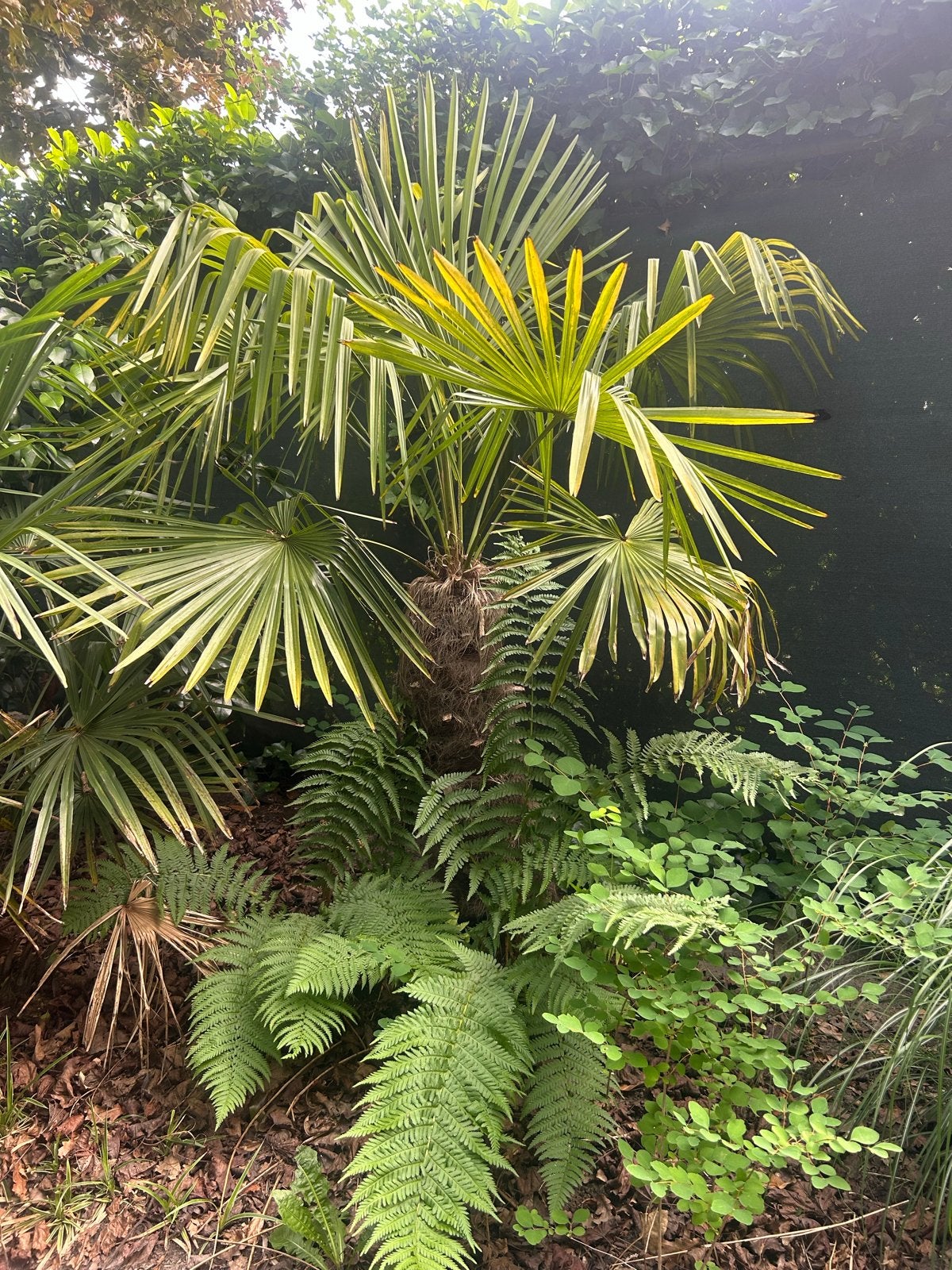 Trachycarpus Fortunei - Winterharde Chinese Waaierpalm, Volle zon, Vaste plant, Bloeit niet, Ophalen