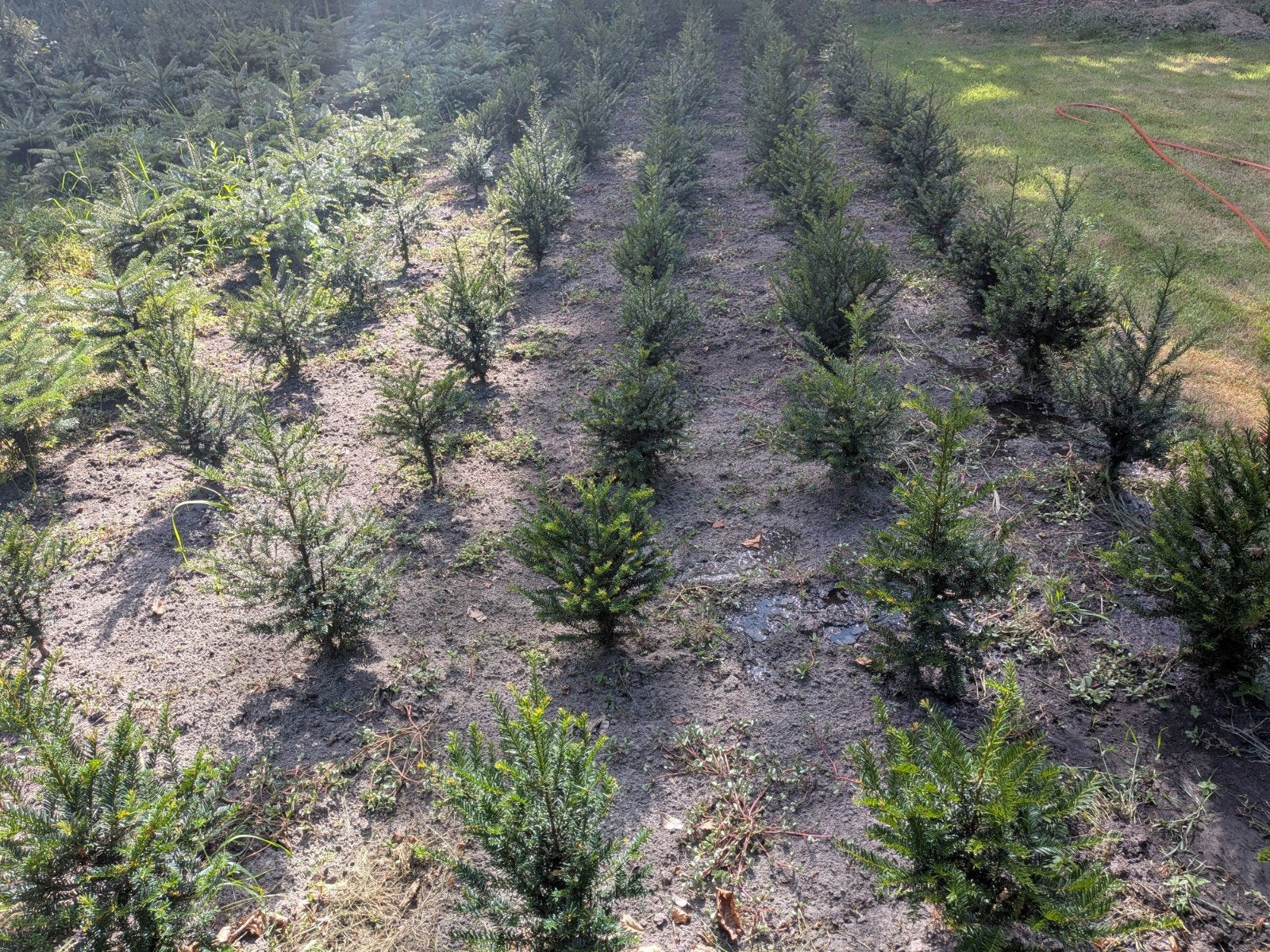 Taxus Baccata - Gemiddeld 70 cm - 105 stuks, Ophalen of Verzenden, Bloeit niet, Overige soorten, Volle zon