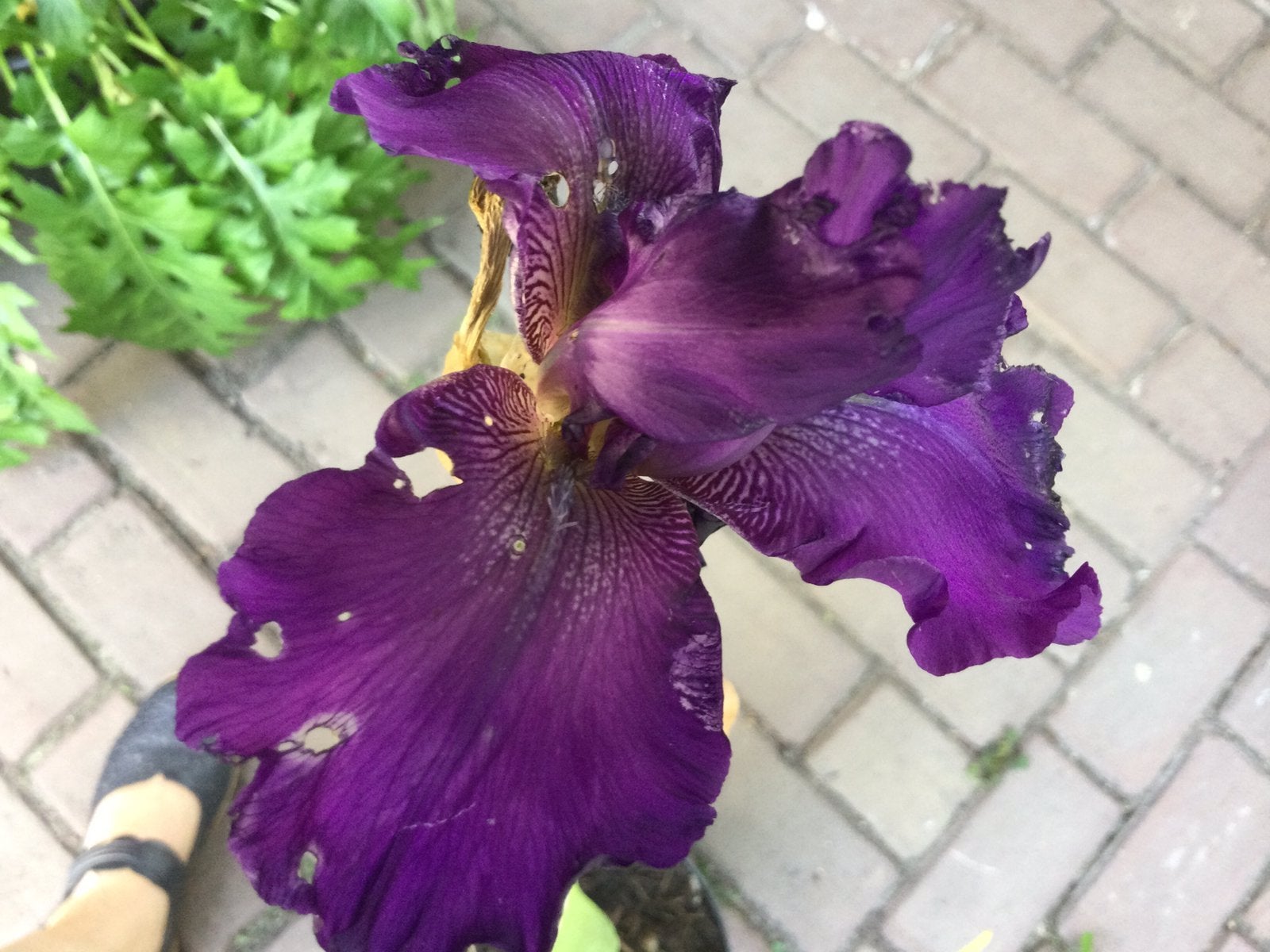 Iris, Tuin en Terras, Planten | Tuinplanten, Ophalen of Verzenden, Overige soorten, Volle zon