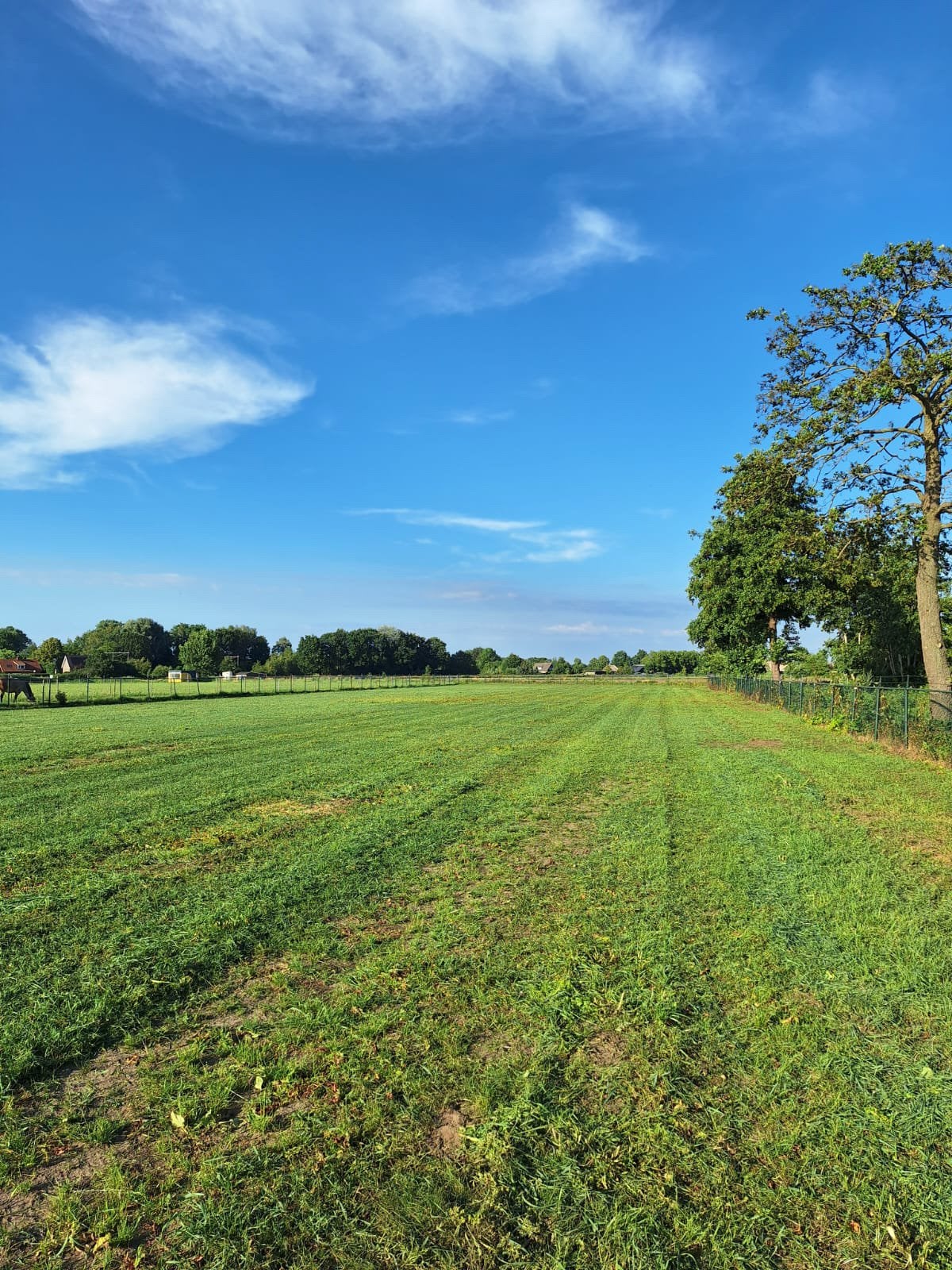 Weiland met schuilstal ., Weidegang, 4 paarden of pony's of meer