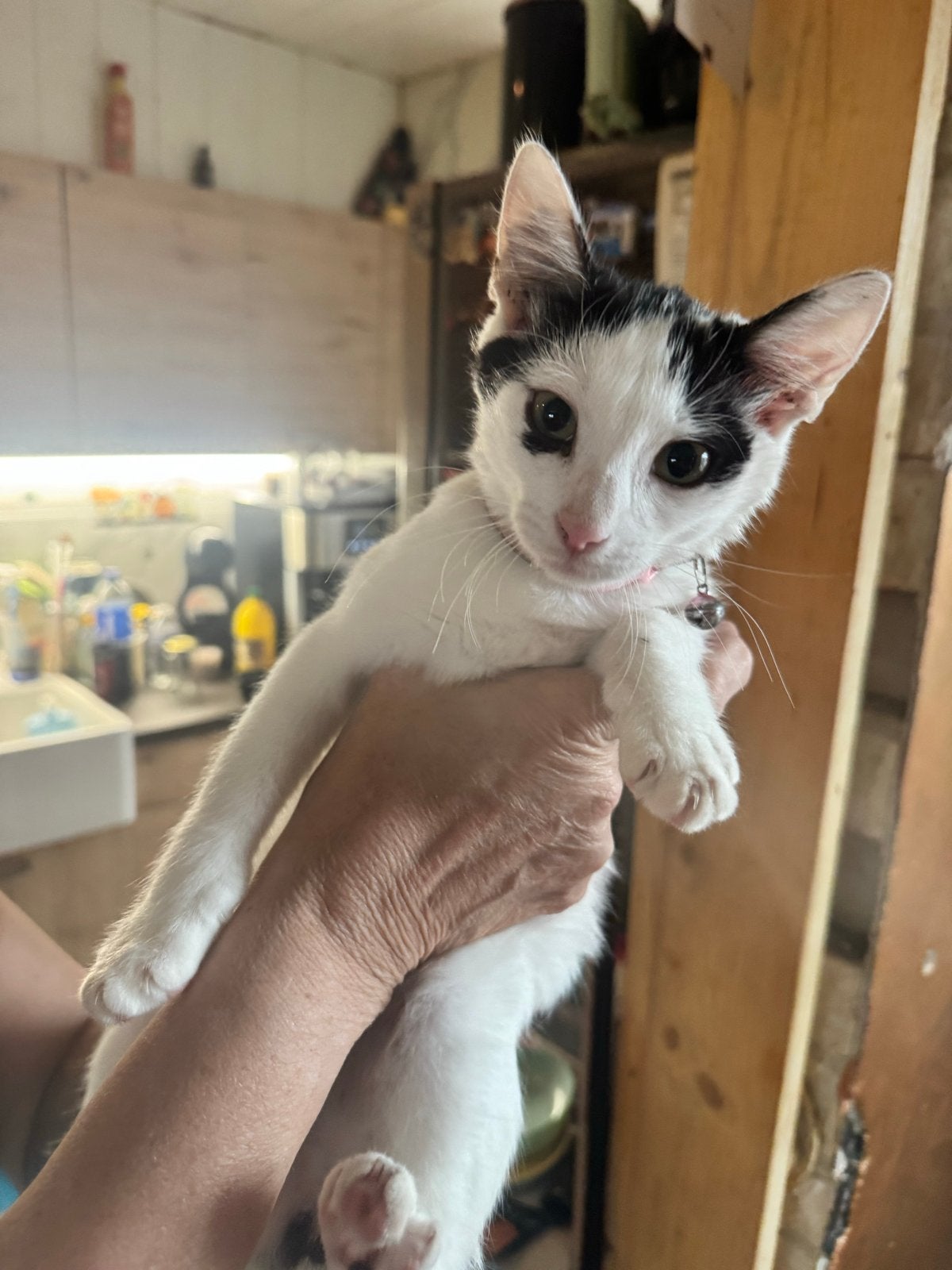 Kittens van 2 nesten, Dieren en Toebehoren, Meerdere dieren, Kortharig, 0 tot 2 jaar