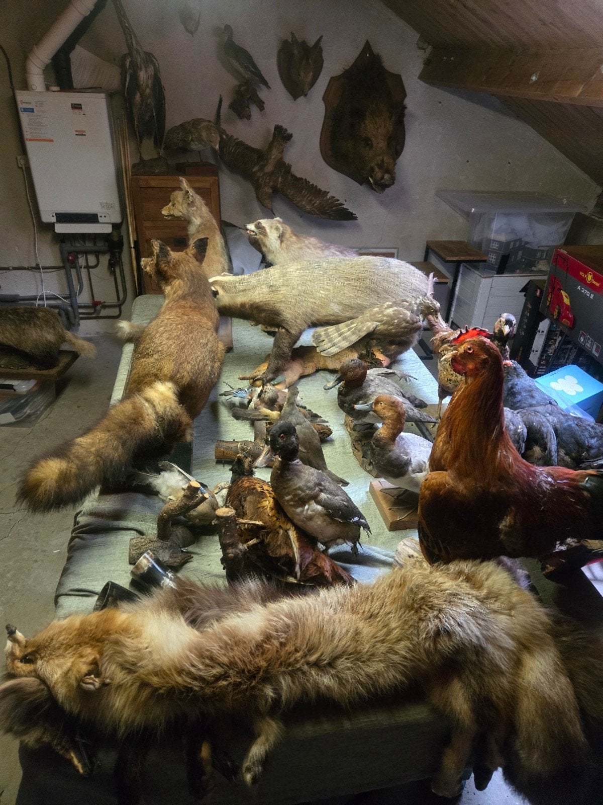 Diverse collectie opgezette dieren en jachttrofeeën, Ophalen, Zo goed als nieuw, Vogel, Opgezet dier