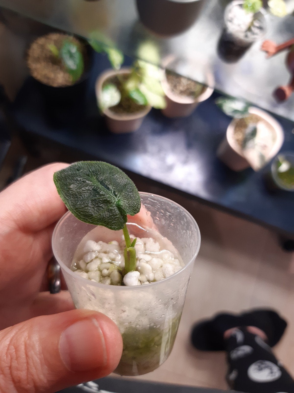 alocasia antoro velvet pup, Ophalen of Verzenden, Halfschaduw, Minder dan 100 cm