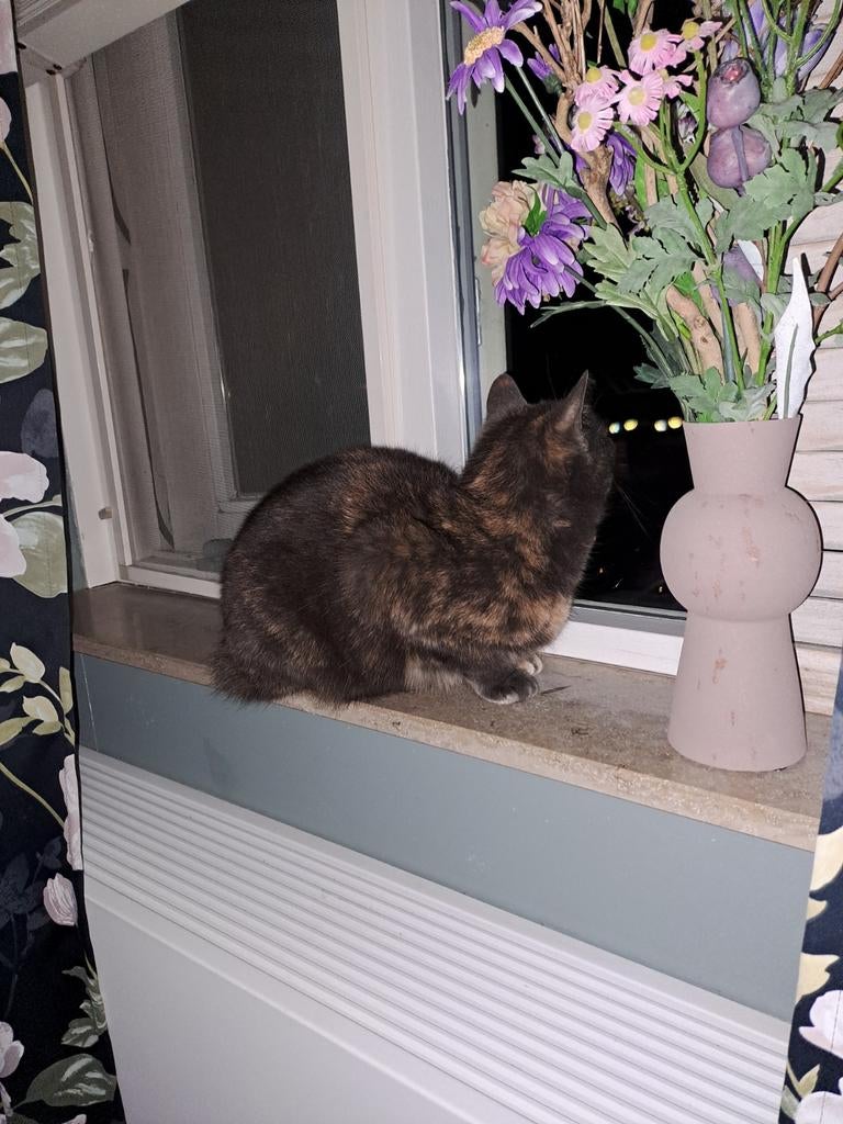 Lieve, rustige poes (4 jaar) zoekt nieuw huisje ivm allergie, Poes, Kortharig, 3 tot 5 jaar