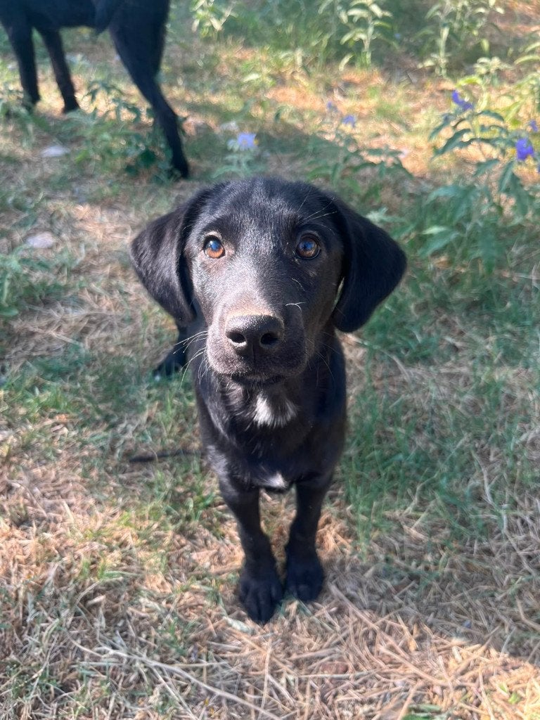 Steven – Klaar om voor altijd geliefd te worden, Dieren en Toebehoren, Honden | Niet-rashonden, Particulier, Reu, 8 tot 15 weken