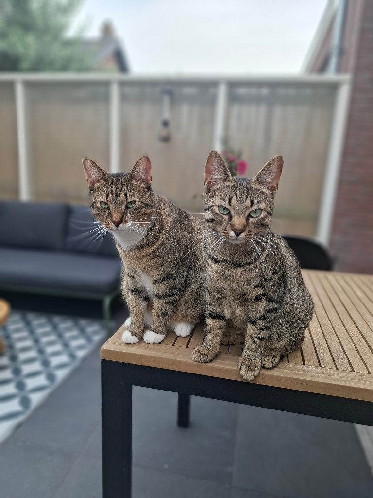 Fijn huisje voor 2 katers gezocht, Dieren en Toebehoren, Katten en Kittens | Overige Katten, Kater, Kortharig, 0 tot 2 jaar