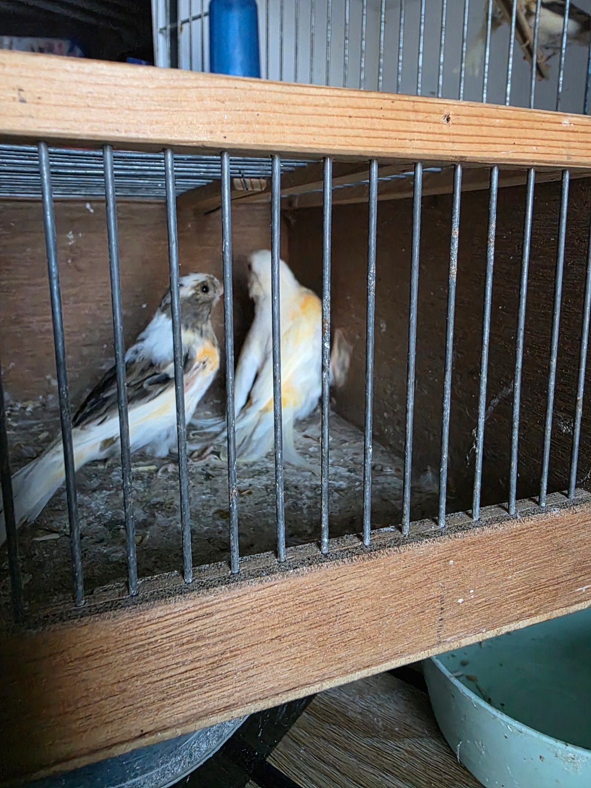 Mooi koppel jonge harlekijnen, onverwant, Dieren en Toebehoren, Meerdere dieren, Kleurkanarie