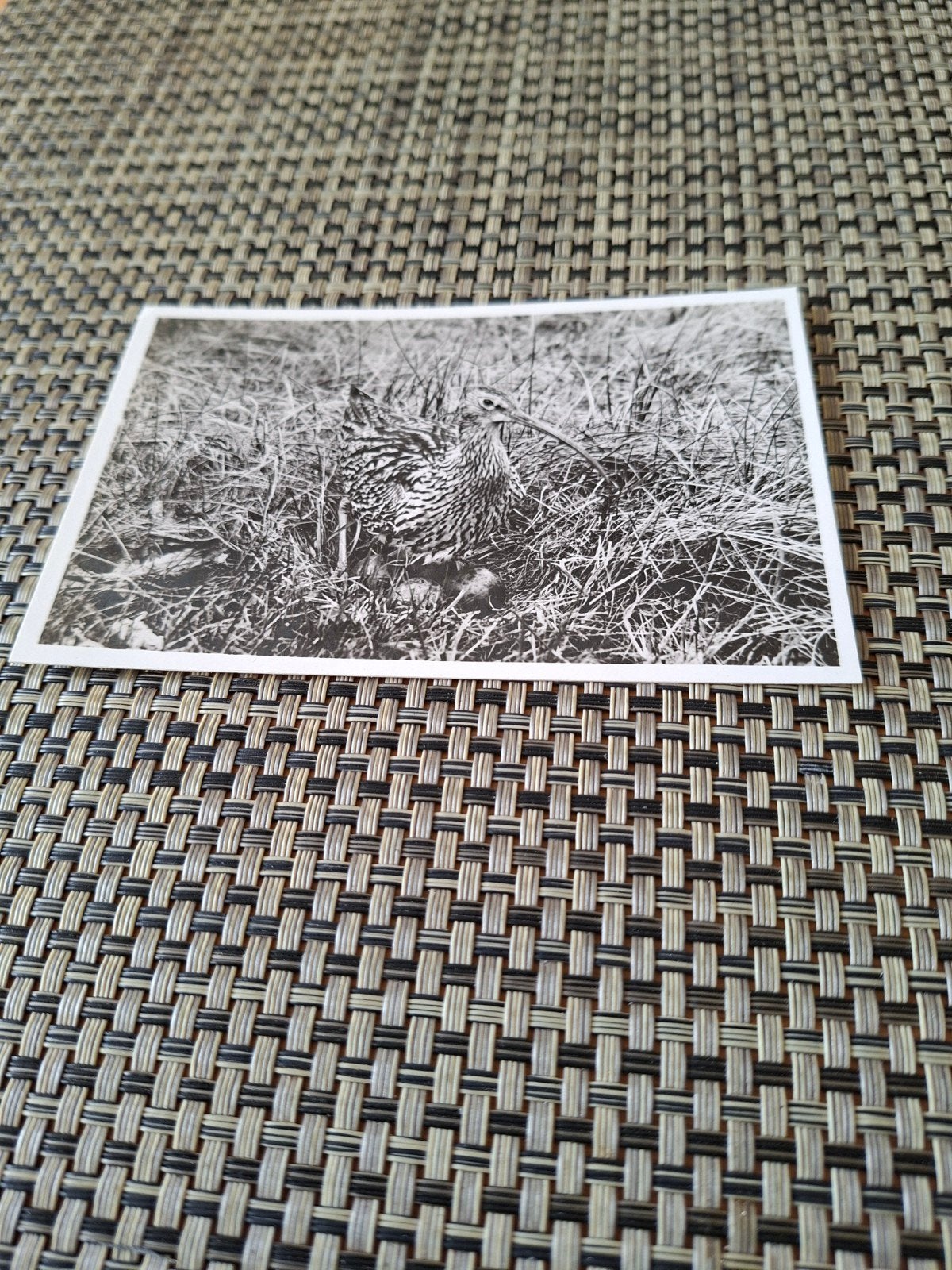 texel 4 x  Wilde Eend, Zilvermeeuw, Wa, Verzamelen, Ophalen of Verzenden, 1940 tot 1960, Ongelopen, Waddeneilanden