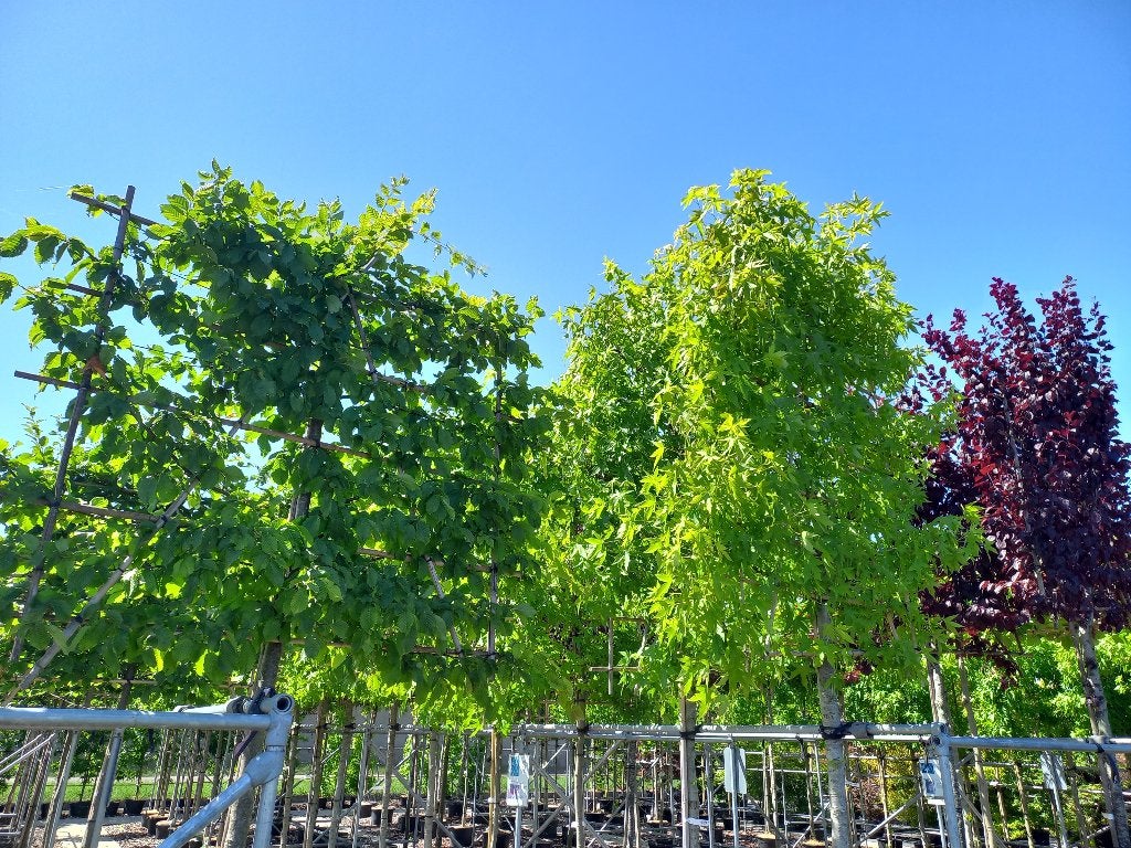 Bomen, Leibomen, Dakbomen, o.a. Plataan, Liquidambar, Tuin en Terras, Planten | Bomen, Ophalen, Volle zon, Overige soorten