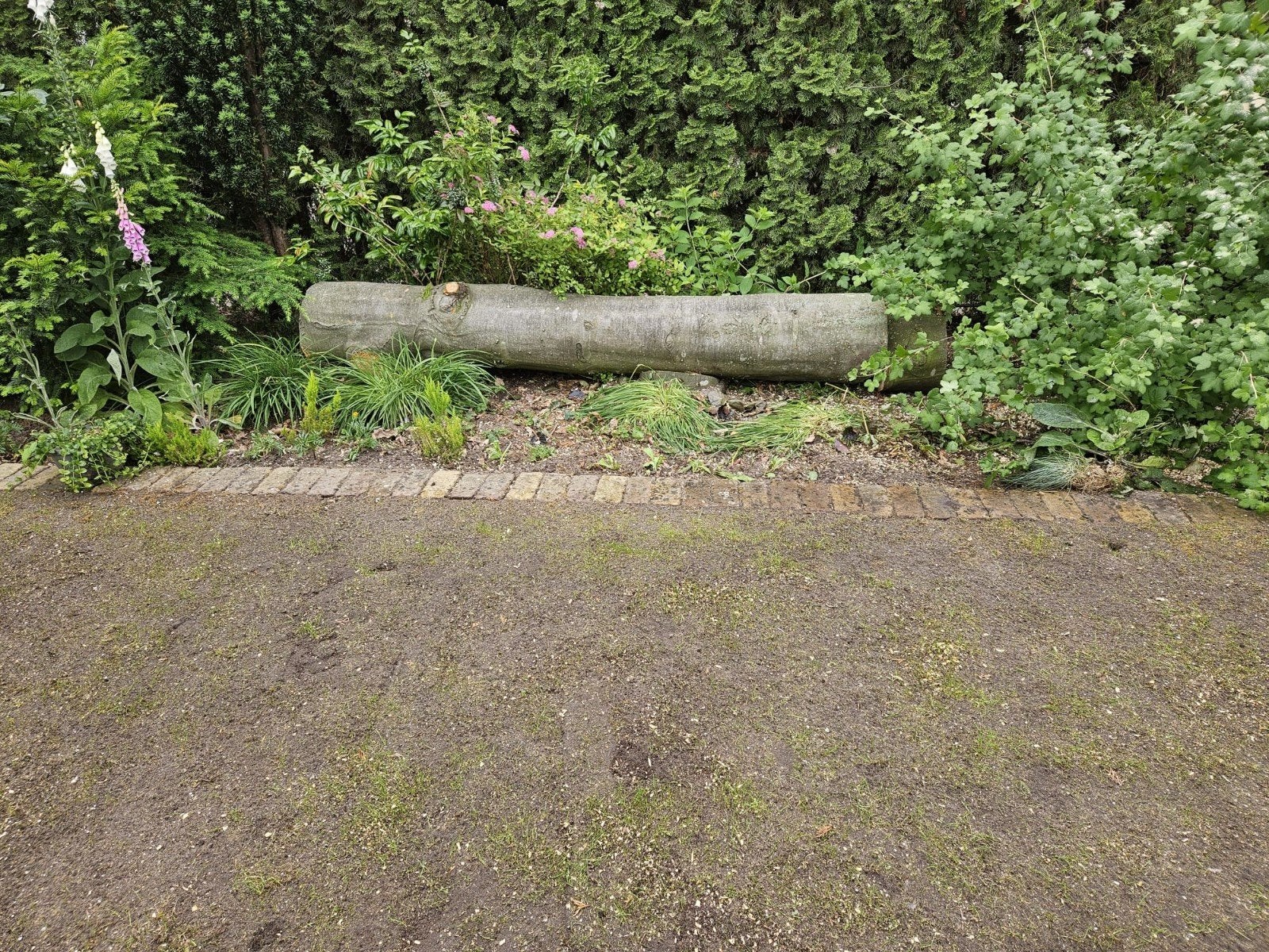 Beuken boomstam, Ophalen