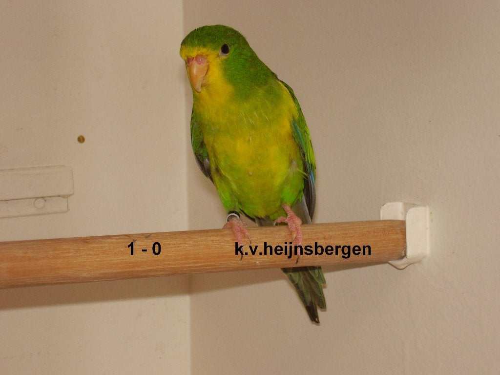 Citroen Parkiet, Meerdere dieren, Parkiet, Geringd