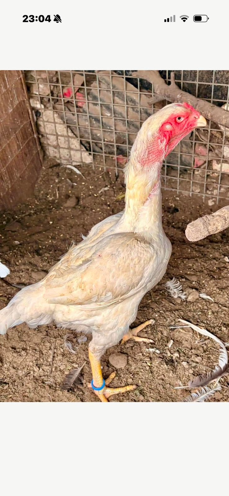 Witte shamo hen, Dieren en Toebehoren, Pluimvee, Vrouwelijk, Kip