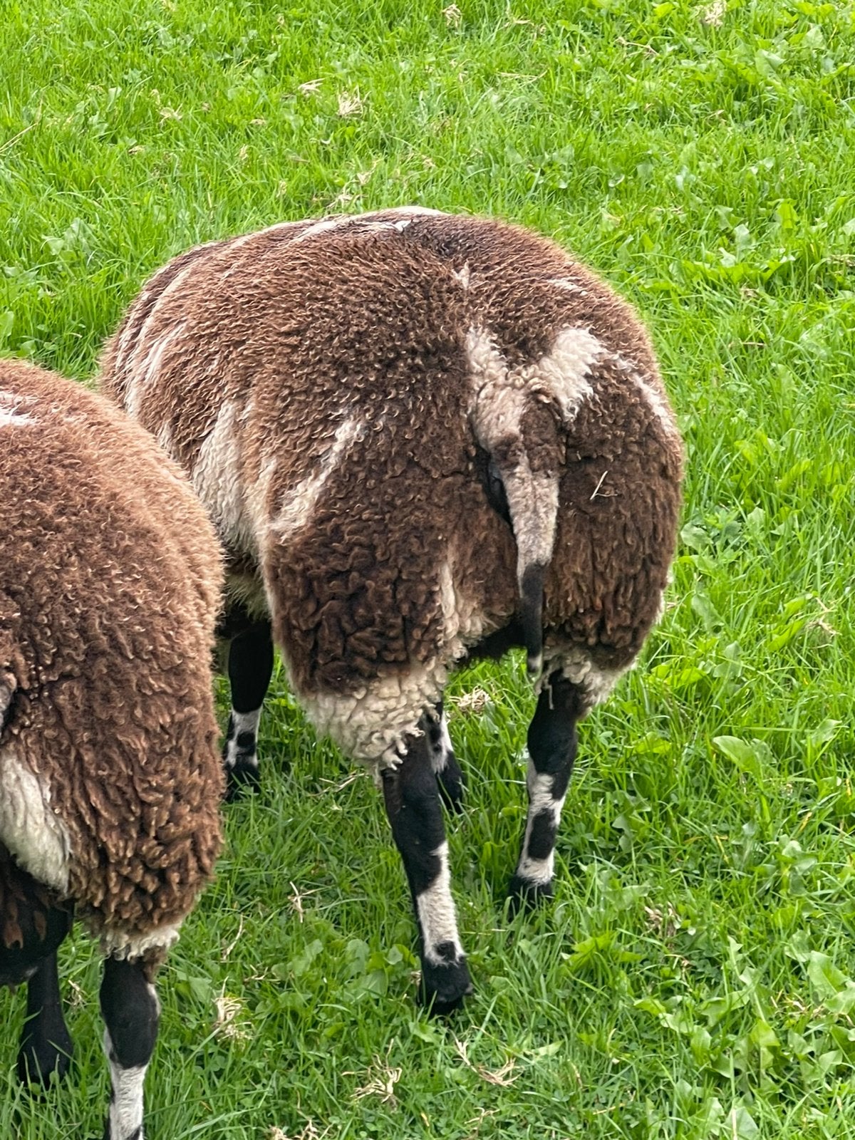Te koop enkele jonge ooien en dekrammen te koop, Vrouwelijk, Schaap