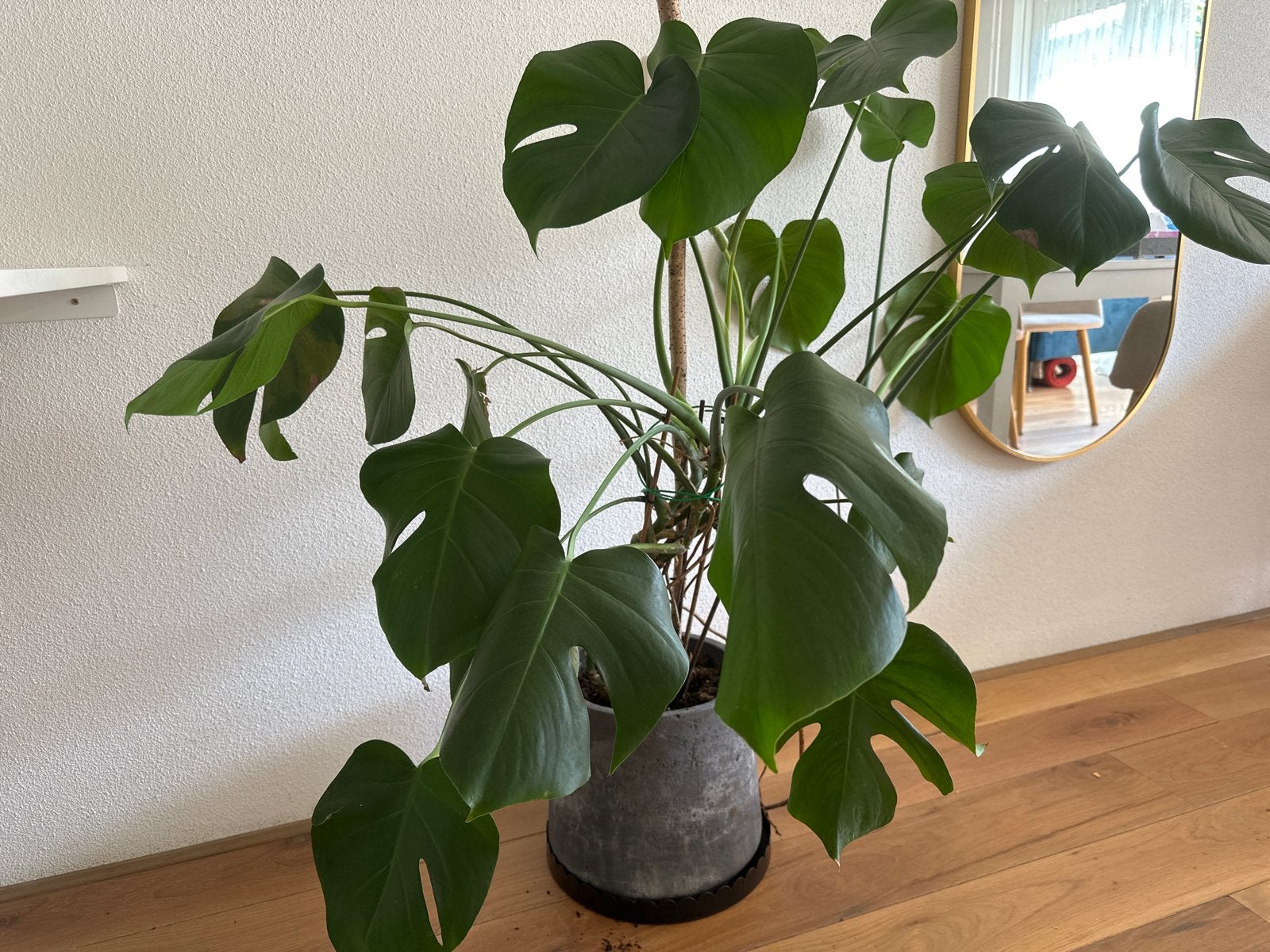 Gezonde Monstera Deliciosa - Grote Kamerplant, 100 tot 150 cm, Overige soorten, In pot, Groene kamerplant
