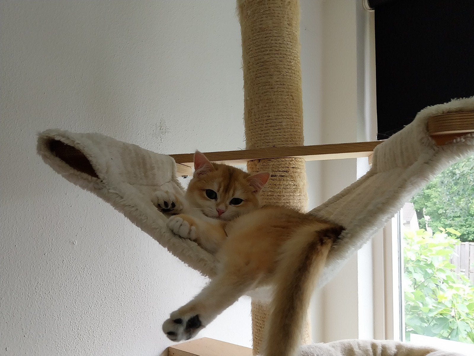 BKH Golden Shaded katerje, Kater, Ontwormd, 0 tot 2 jaar