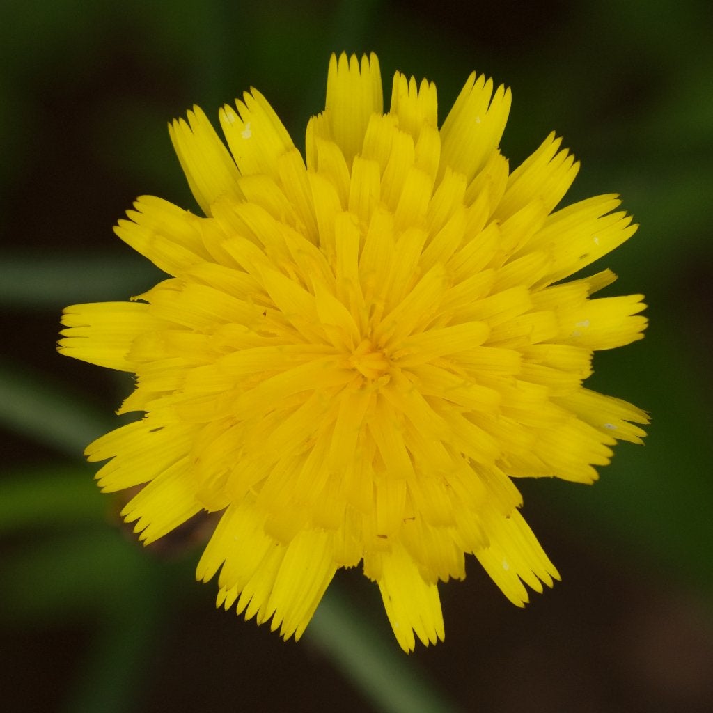 Zaden gewoon biggenkruid (Hypochaeris radicata) - inheems, Ophalen of Verzenden, Najaar, Volle zon, Zaad
