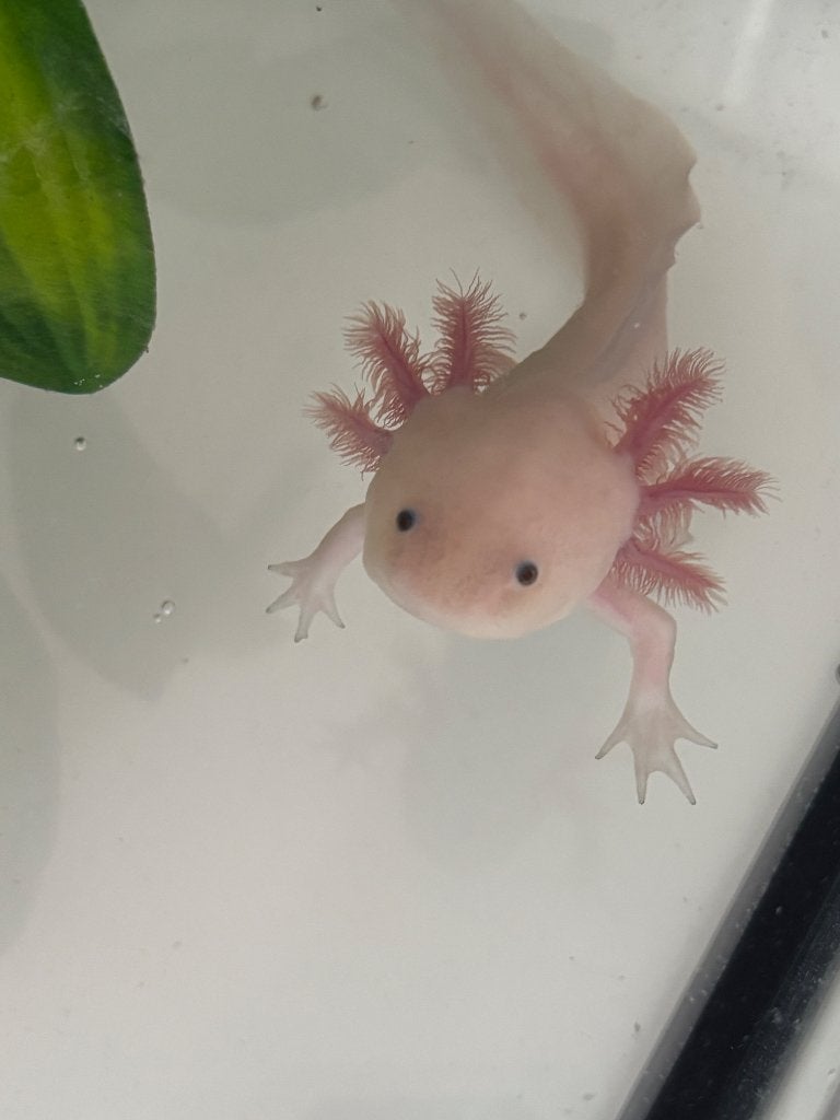 Axolotl (man), Amfibie, 0 tot 2 jaar