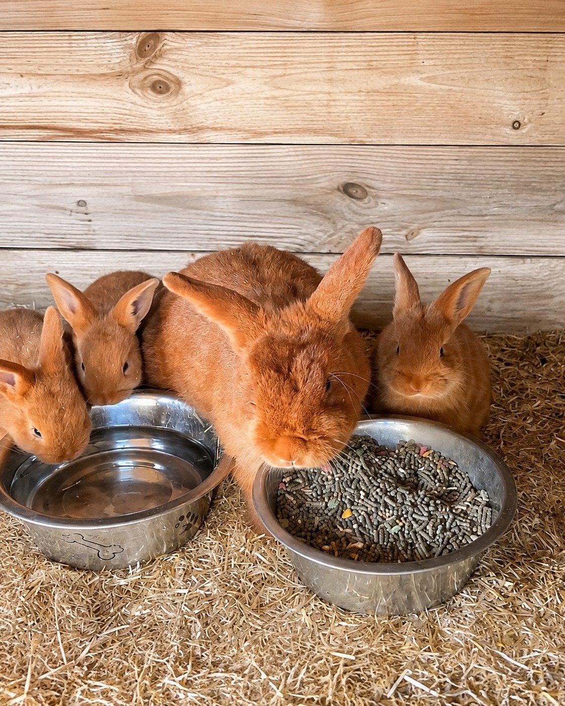 Jonge Thrianta konijntjes mogen het nest verlaten., Dieren en Toebehoren, Juni, Meerdere dieren, Tam