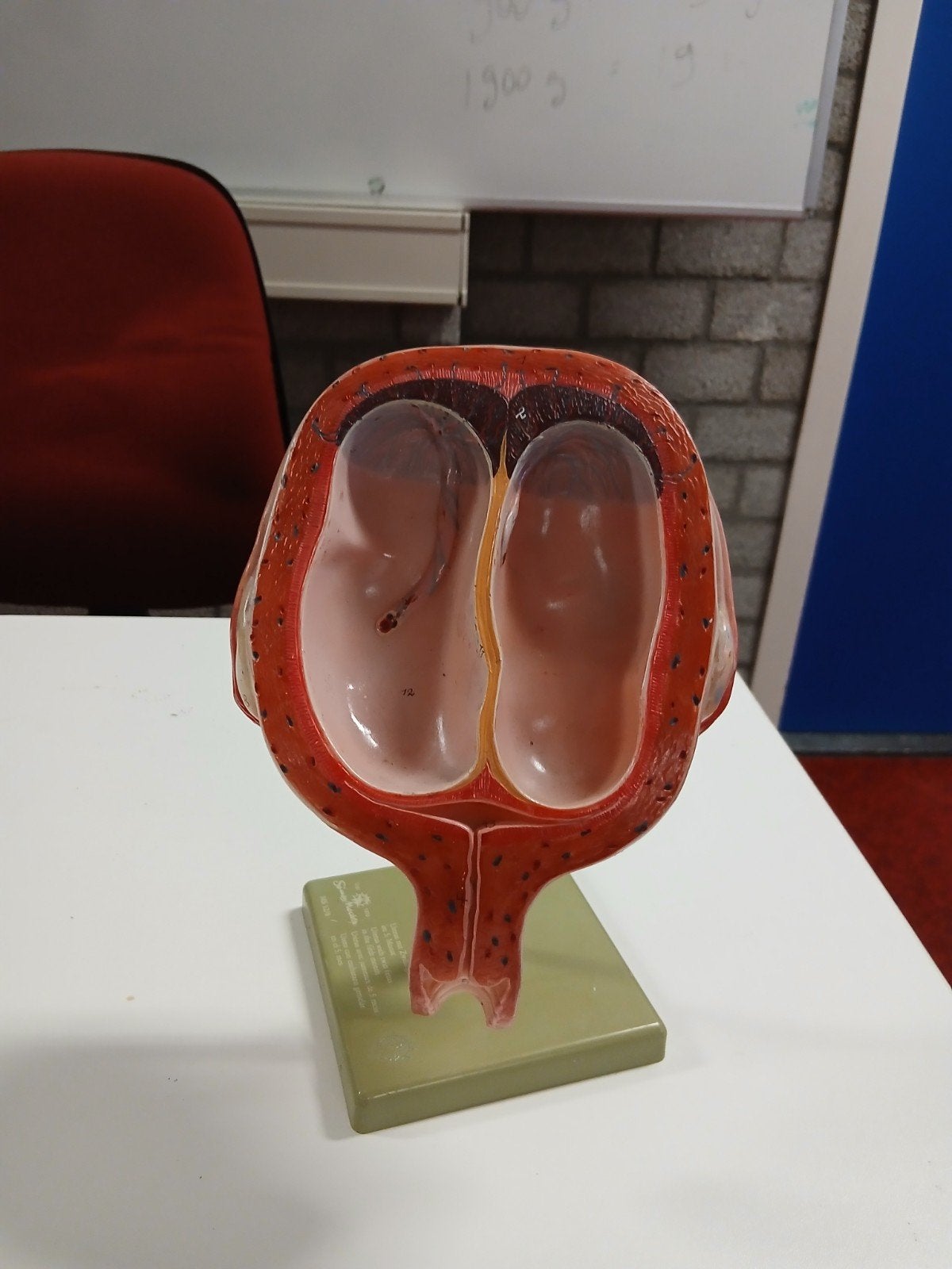 Diverse Anatomische en Biologische Modellen, Ophalen of Verzenden