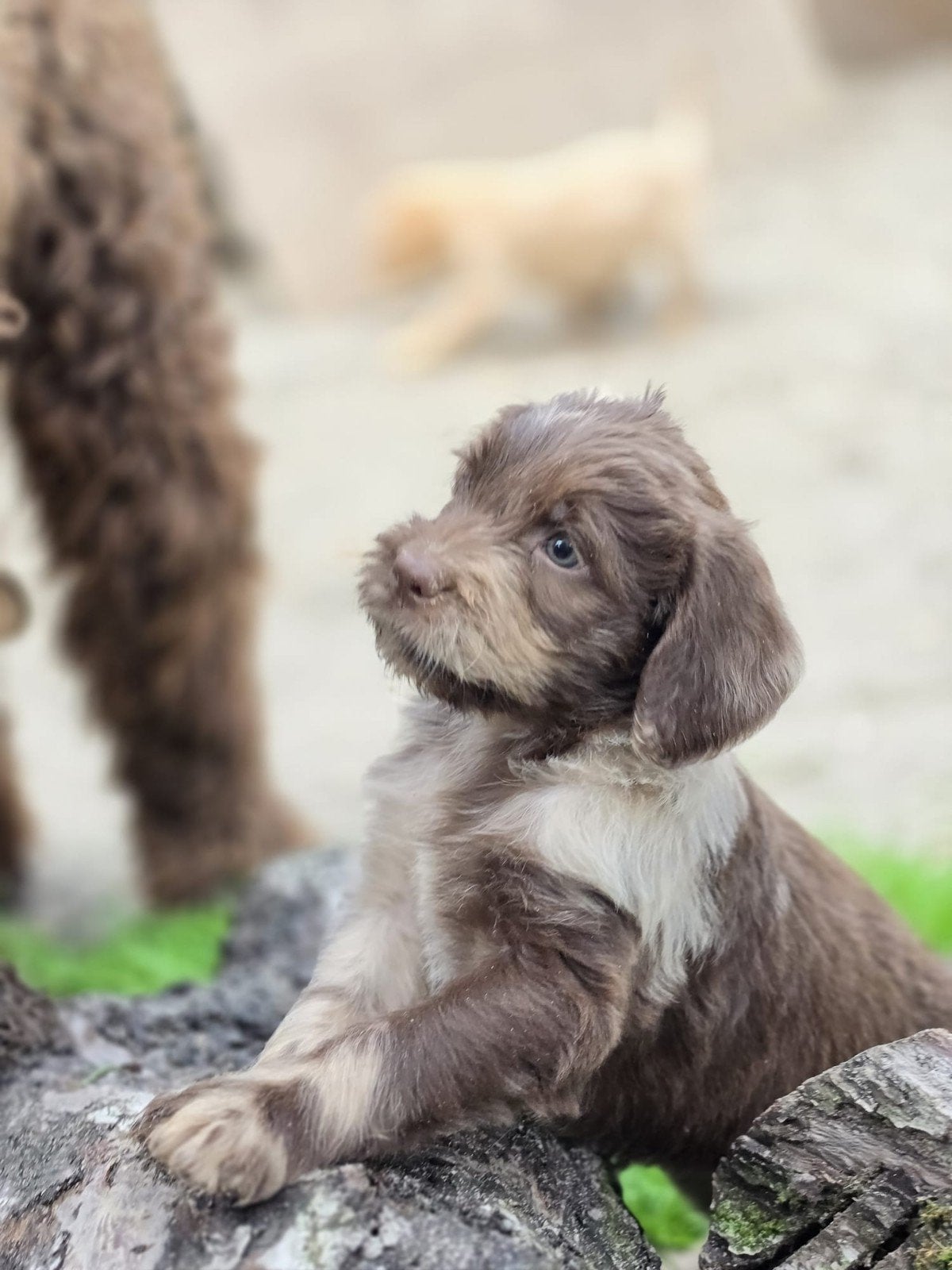 Labradoodle pups ,prachtige kleuren, 8 tot 15 weken, Meerdere, Meerdere dieren, Nederland