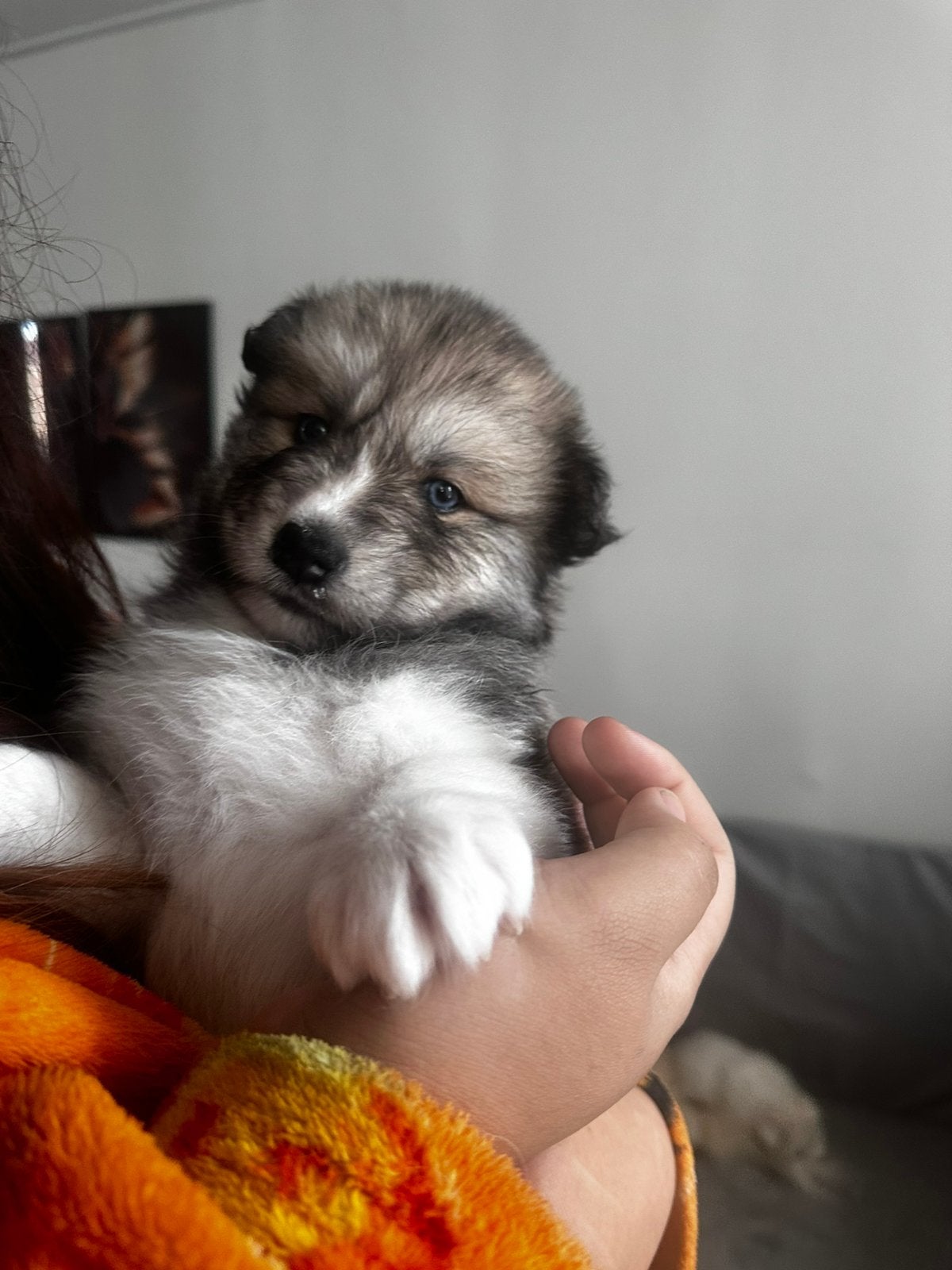 Pups kruising Samoyed en husky x keeshond, Dieren en Toebehoren, 8 tot 15 weken, CDV (hondenziekte), Groot, Meerdere
