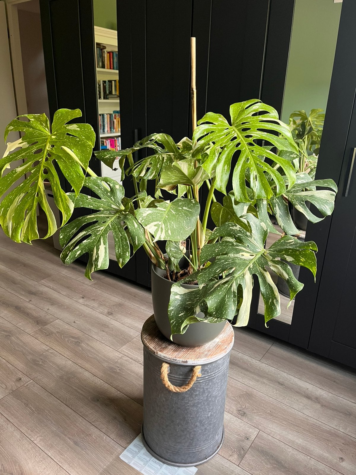Monstera thai constellation (incl pot), Huis en Inrichting, Kamerplanten, Ophalen, Halfschaduw, Minder dan 100 cm