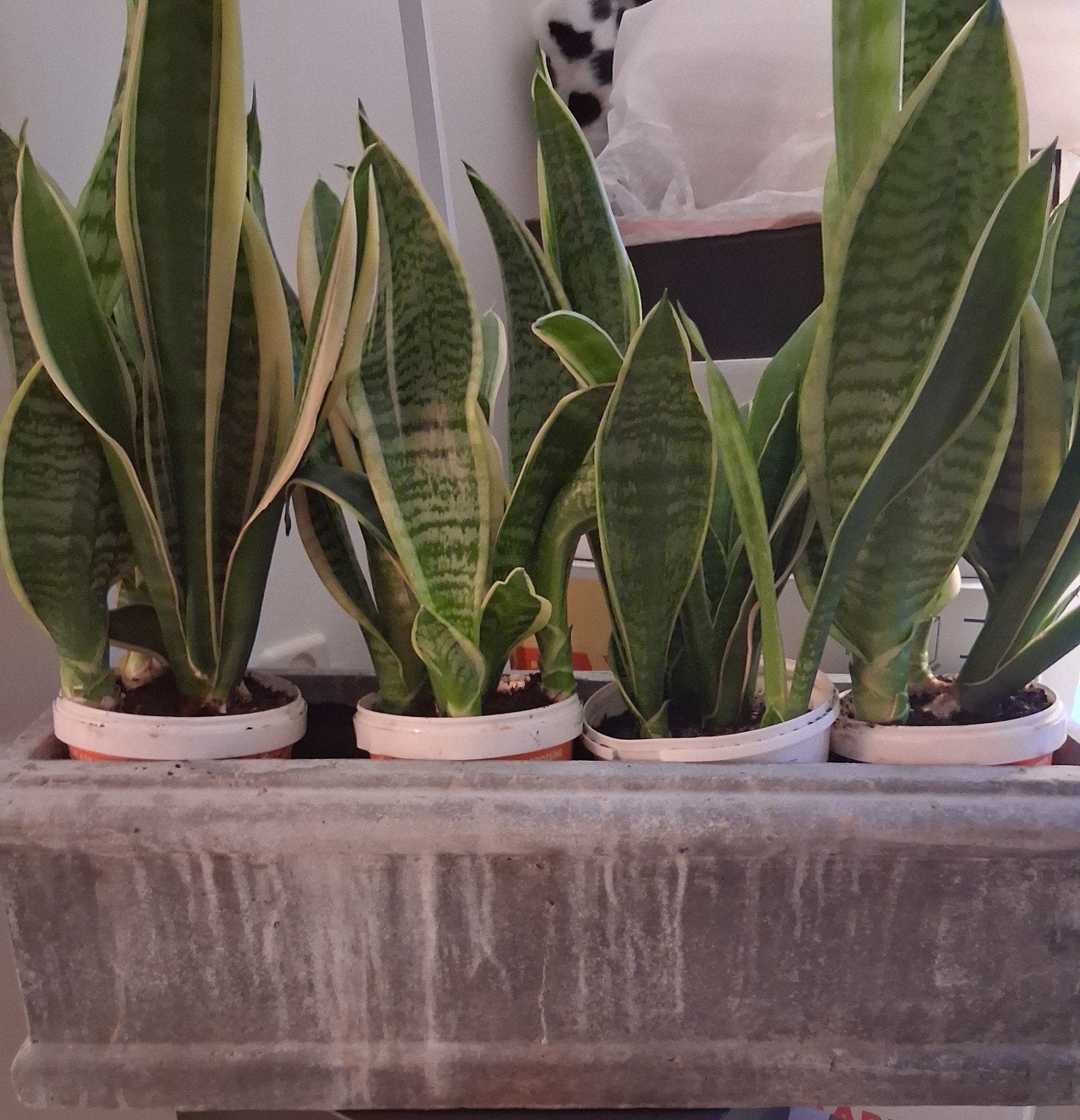 1x Sanseveria plant zuurstofplant, Ophalen
