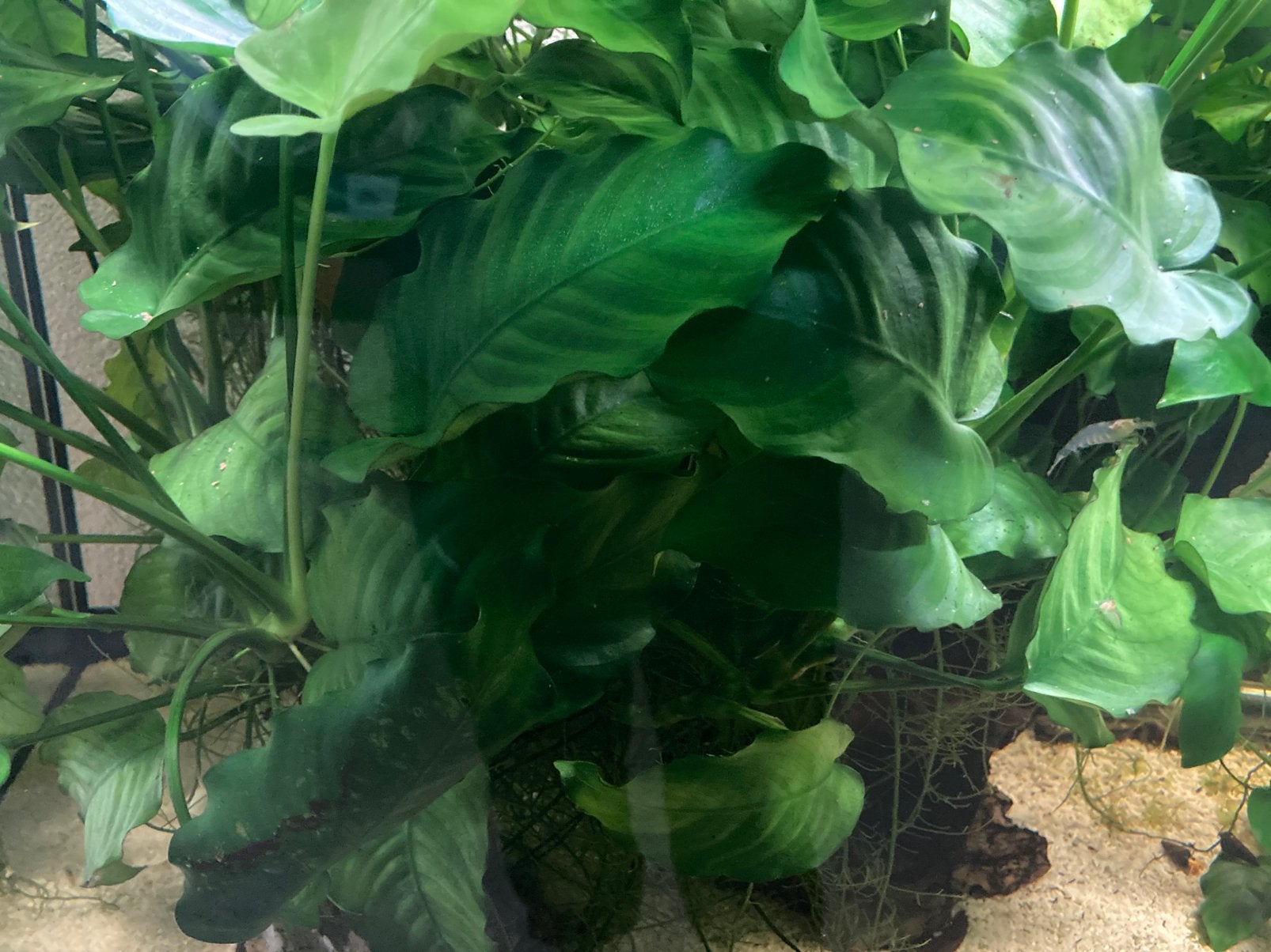Anubias plantjes, Dieren en Toebehoren, Ophalen, Plant(en), Steen of Hout