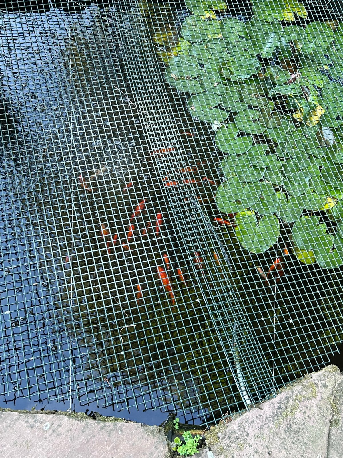 Goudvissen en waterlelies, Goudvis(sen)