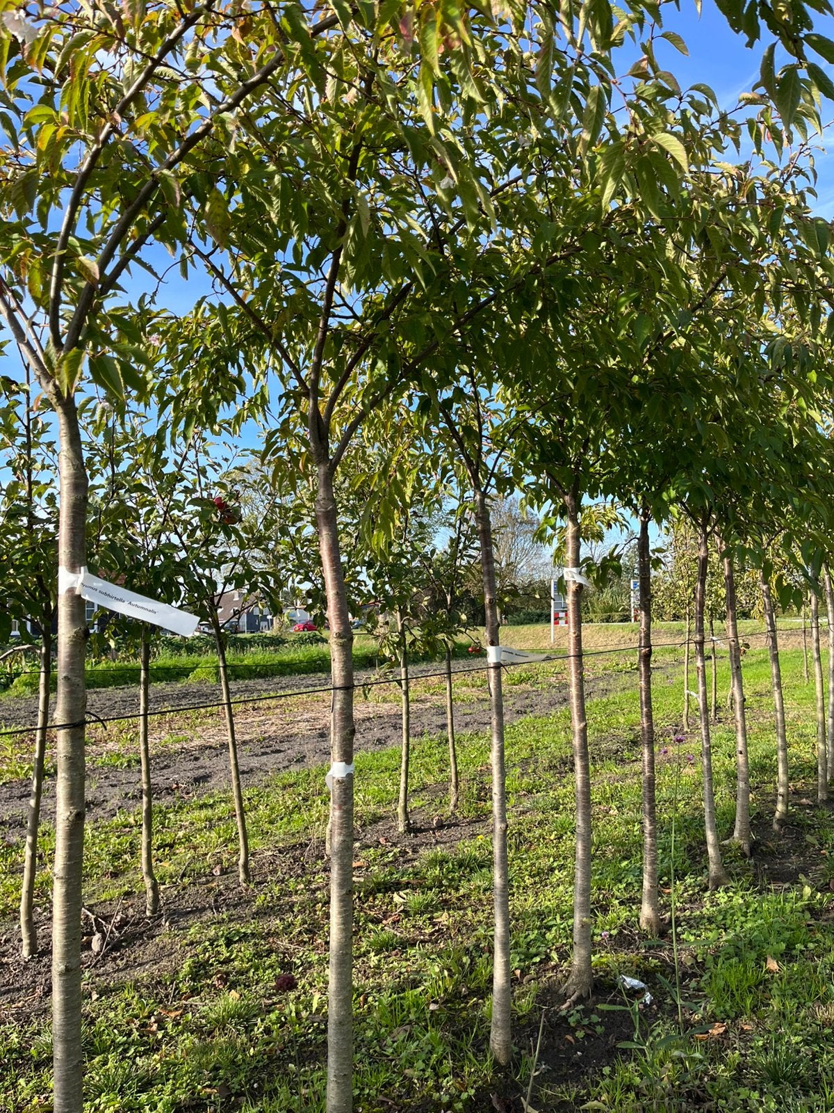 Prunus s. ‘Autumnalis’, Tuin en Terras, Overige soorten, Lente, 100 tot 250 cm, Ophalen