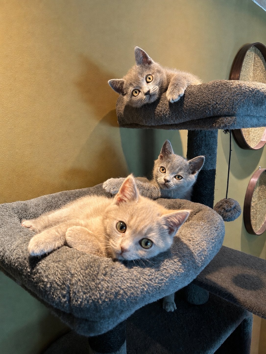 Prachtige Britse korthaar kittens – blue, fawn & lilac, Meerdere dieren