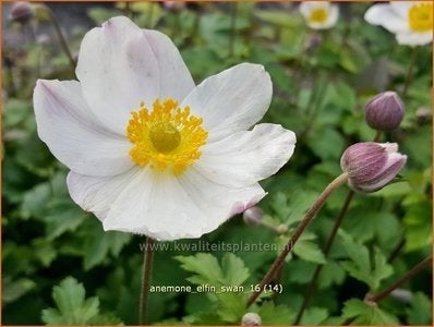 Japanse anemoon wit., Tuin en Terras, Planten | Tuinplanten, Ophalen, Overige soorten, Volle zon