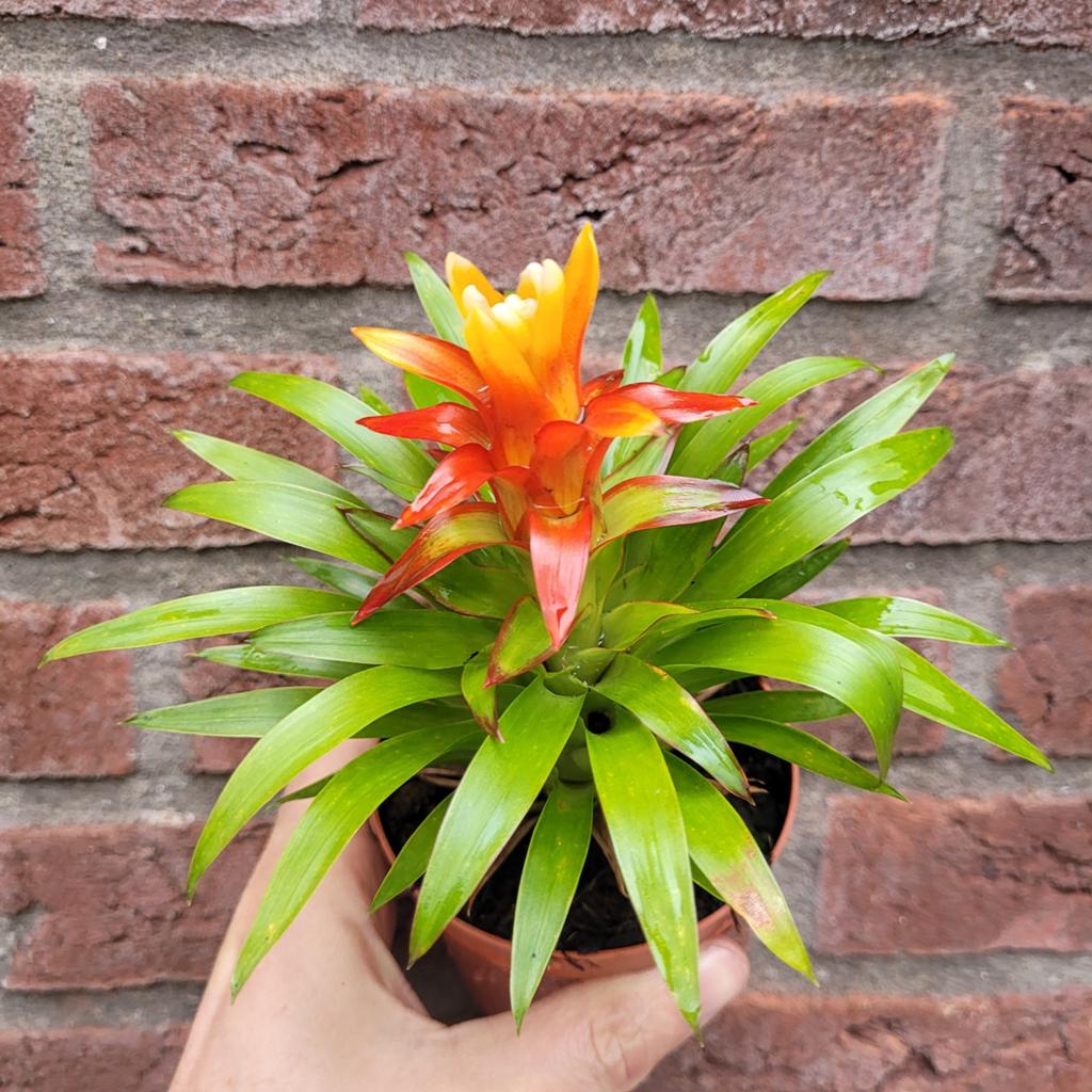 Guzmania theresa, Huis en Inrichting, Kamerplanten, Ophalen of Verzenden, Halfschaduw, Minder dan 100 cm