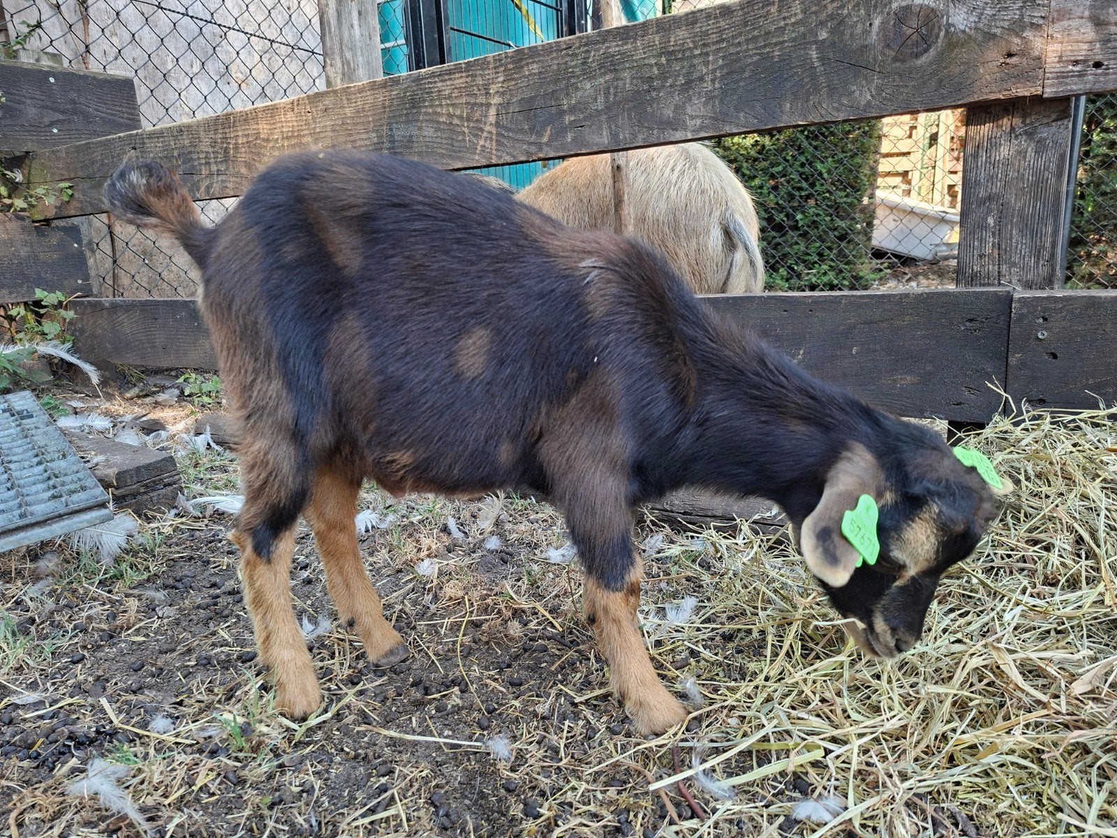 prachtig hoornloos maanvlek dwergbokje, Dieren en Toebehoren, Schapen, Geiten en Varkens, Mannelijk